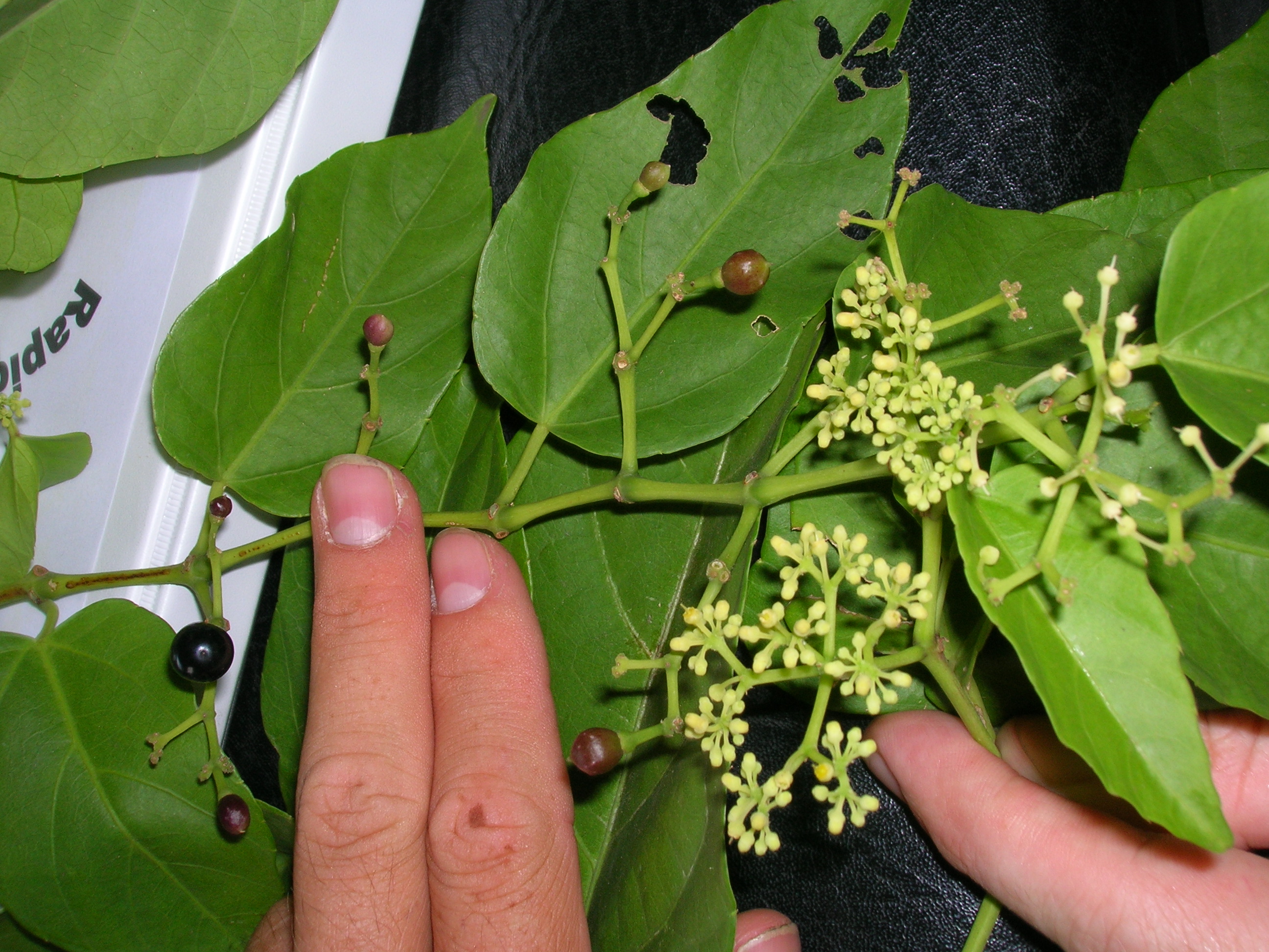 Cissus verticillata flower identification view