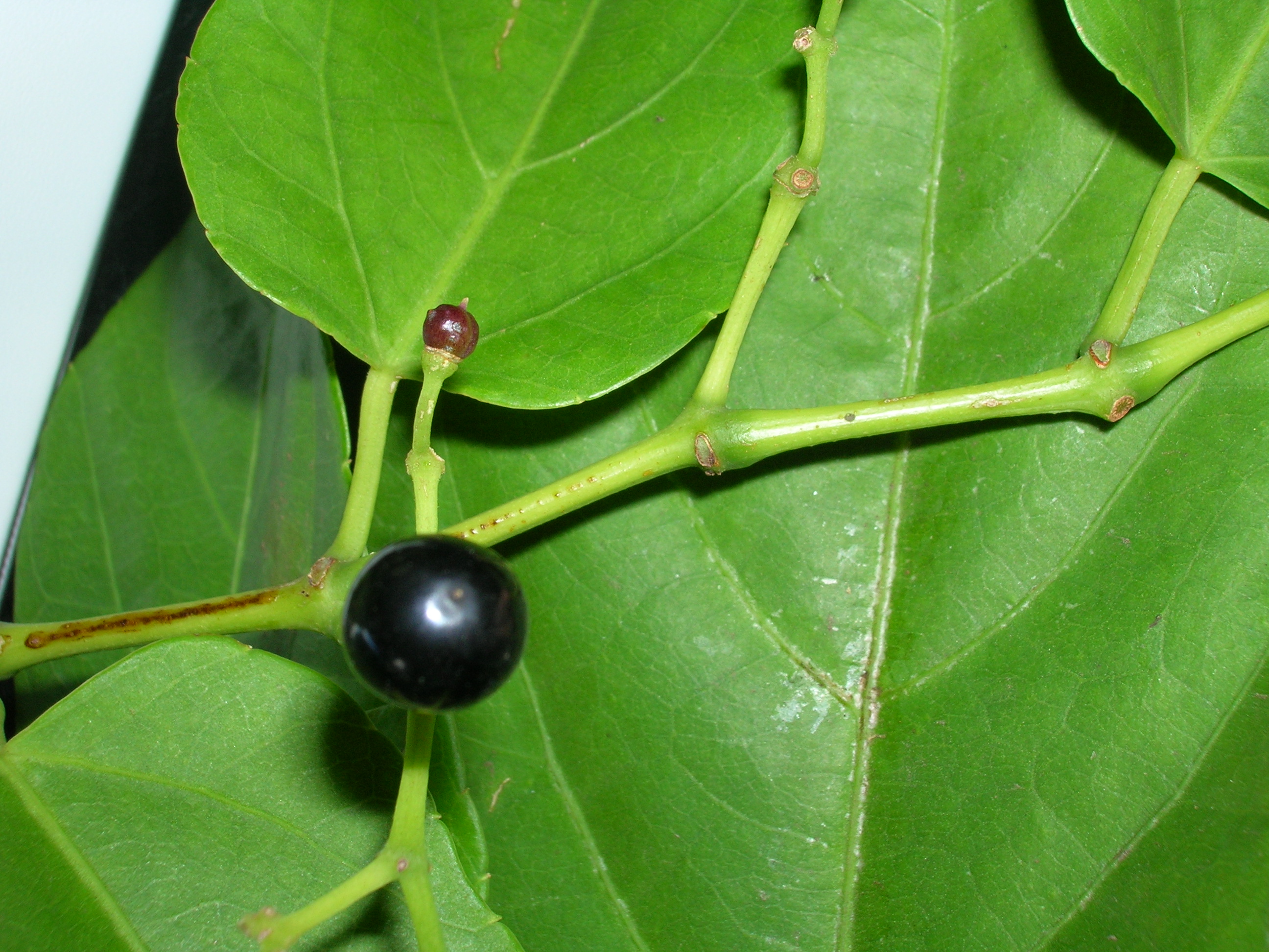 Cissus verticillata fruit identification view