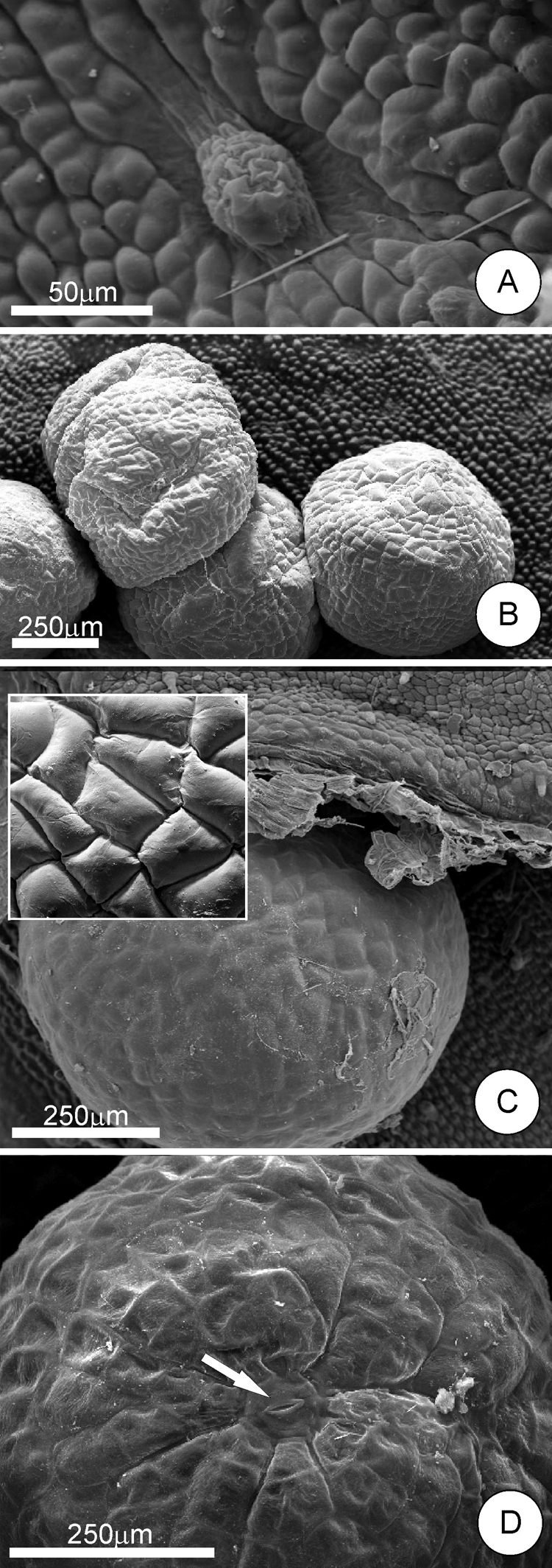 Cissus verticillata leaf identification view