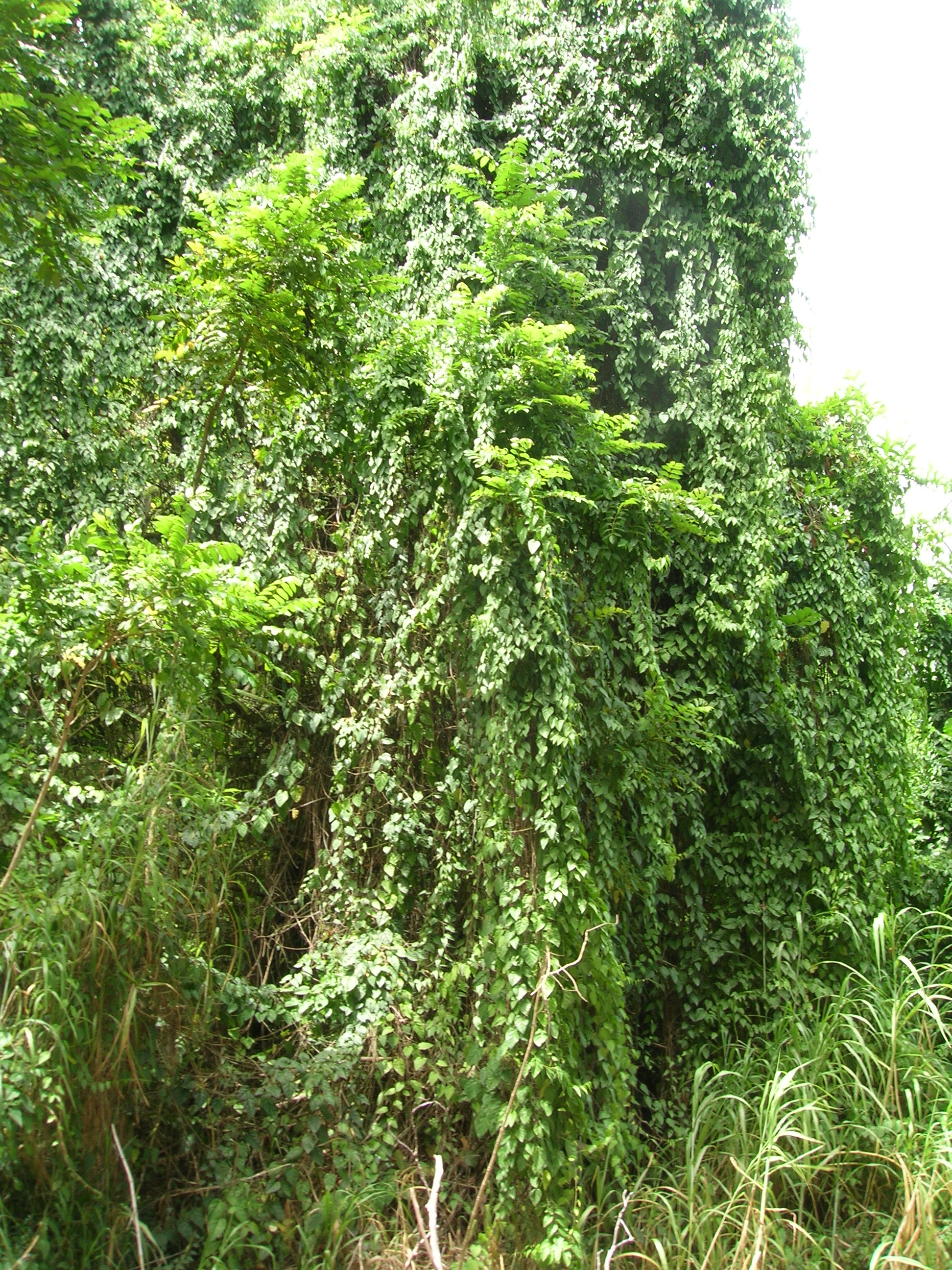 Cissus verticillata plant identification view