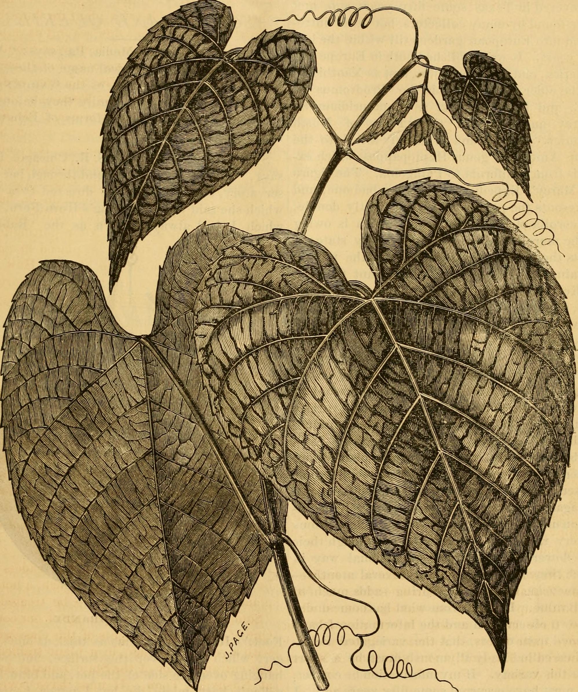 Cissus verticillata stem identification view