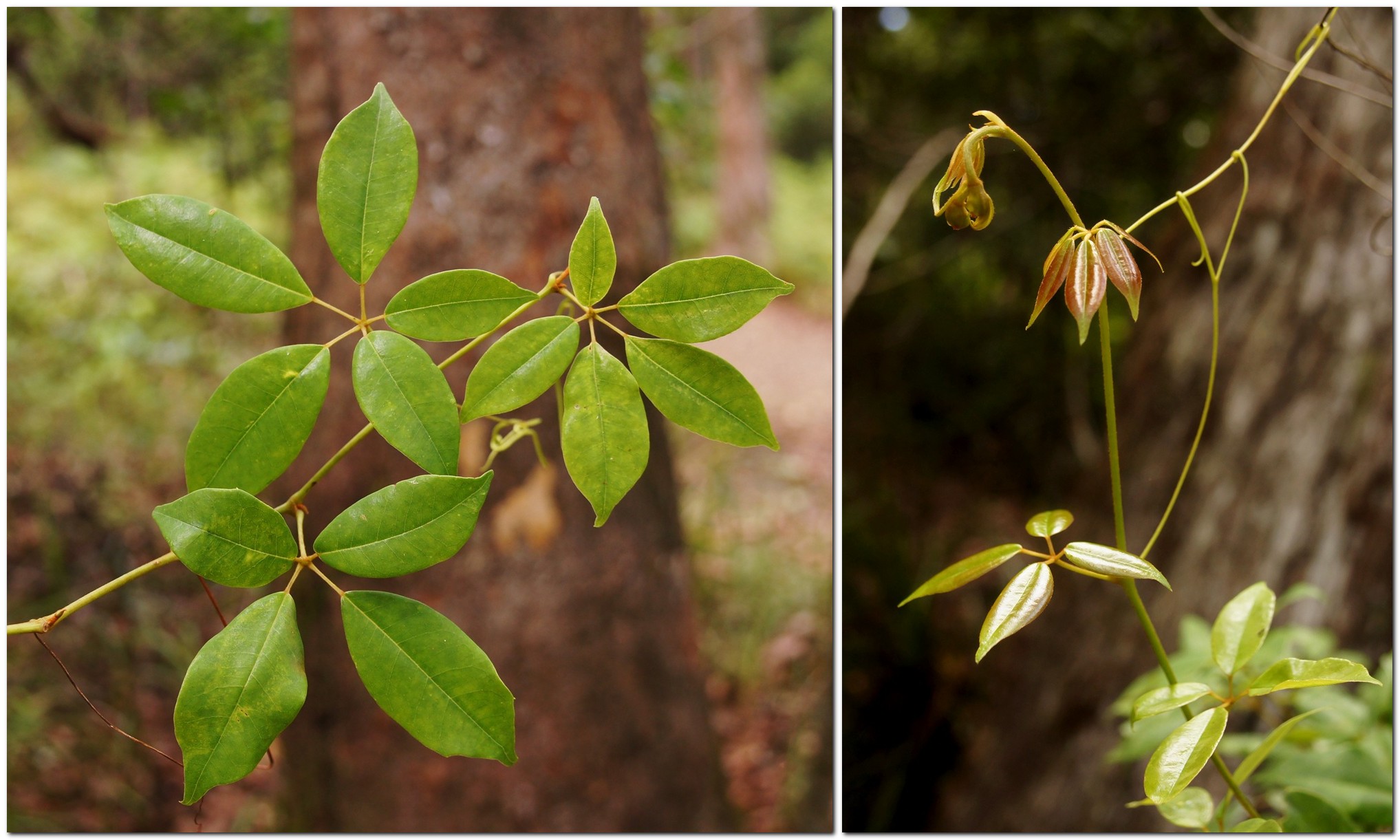Cissus leaf identification view