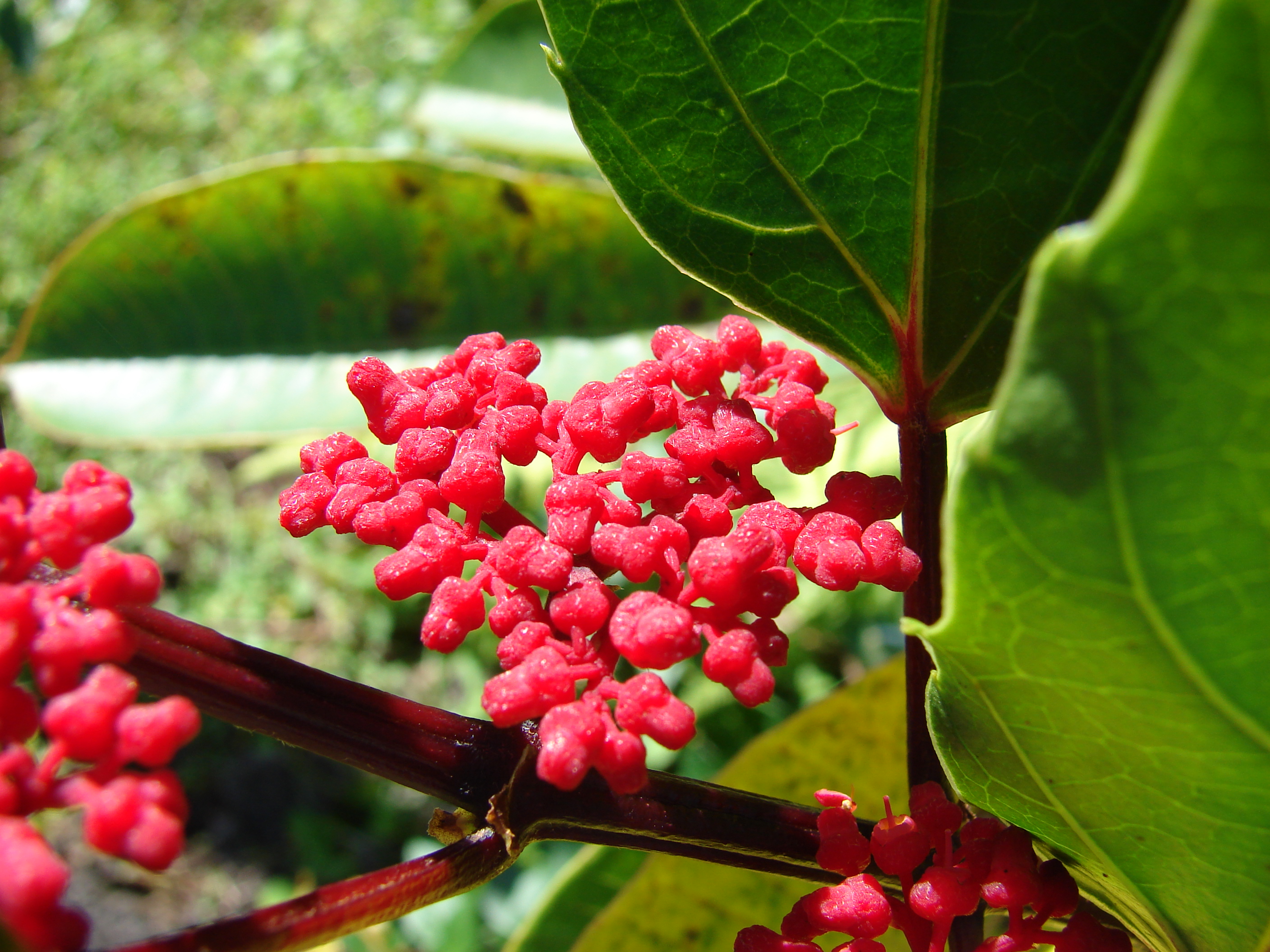 Cissus plant identification view