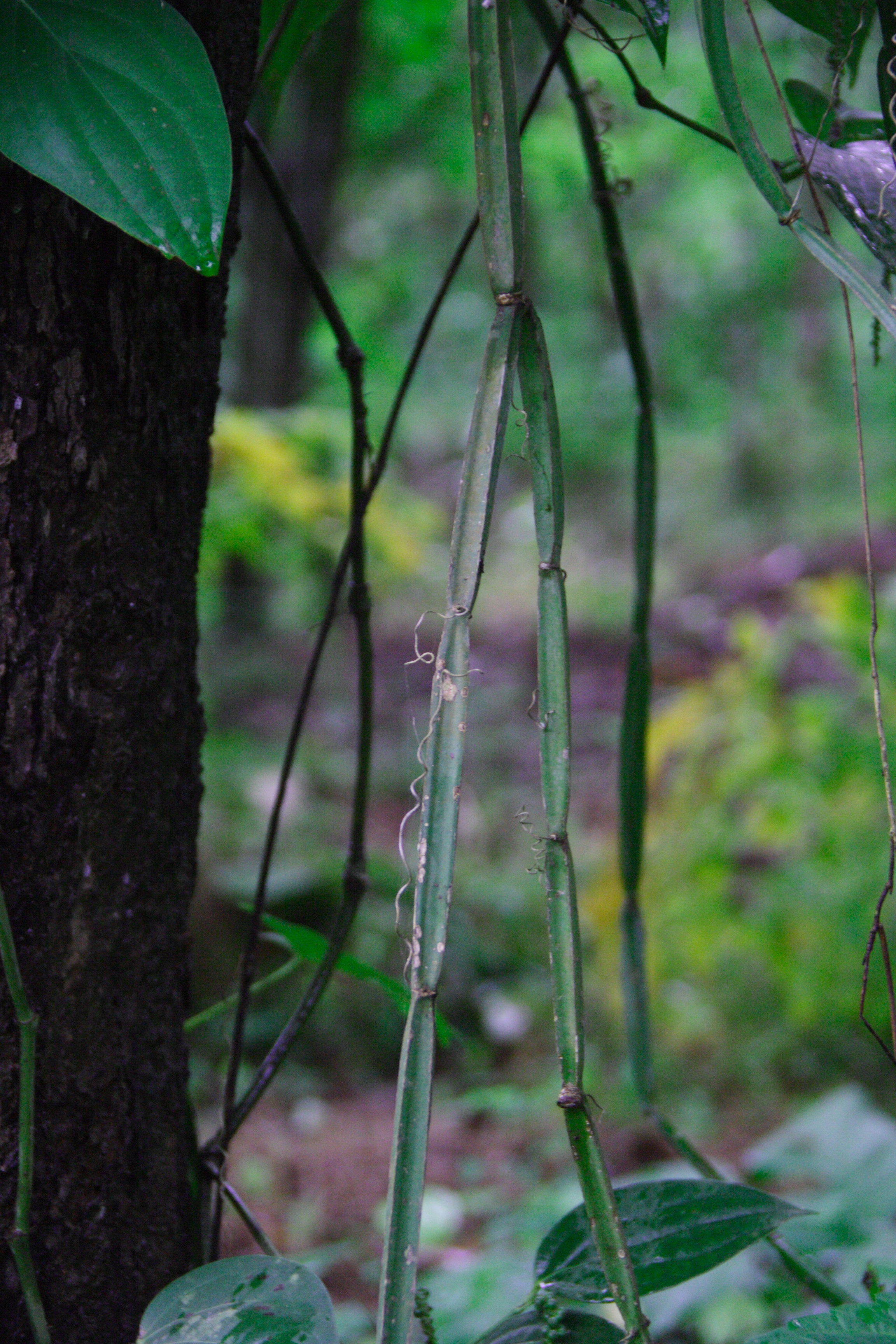 Cissus stem identification view