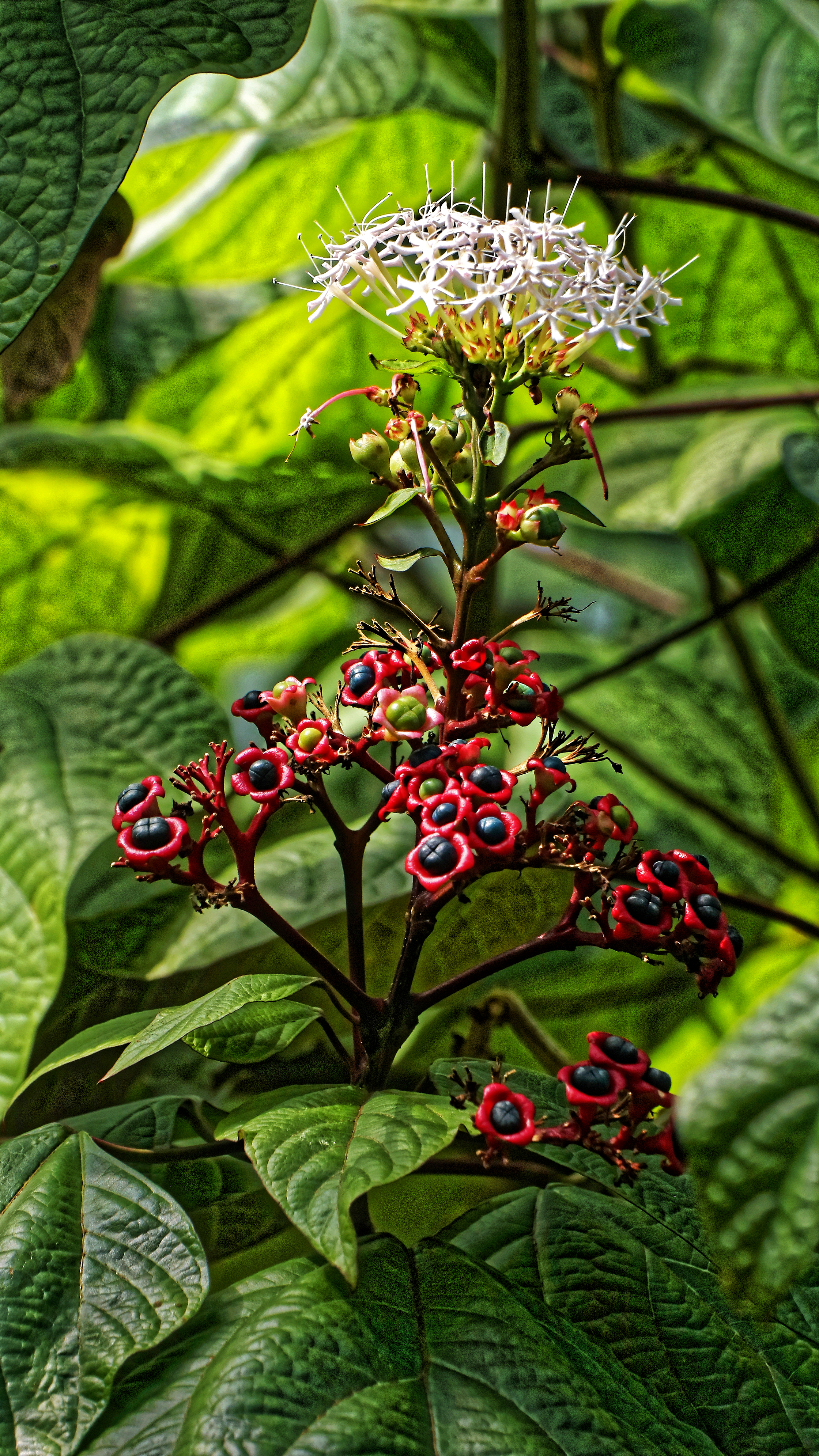 Clerodendrum glandulosum flower identification view