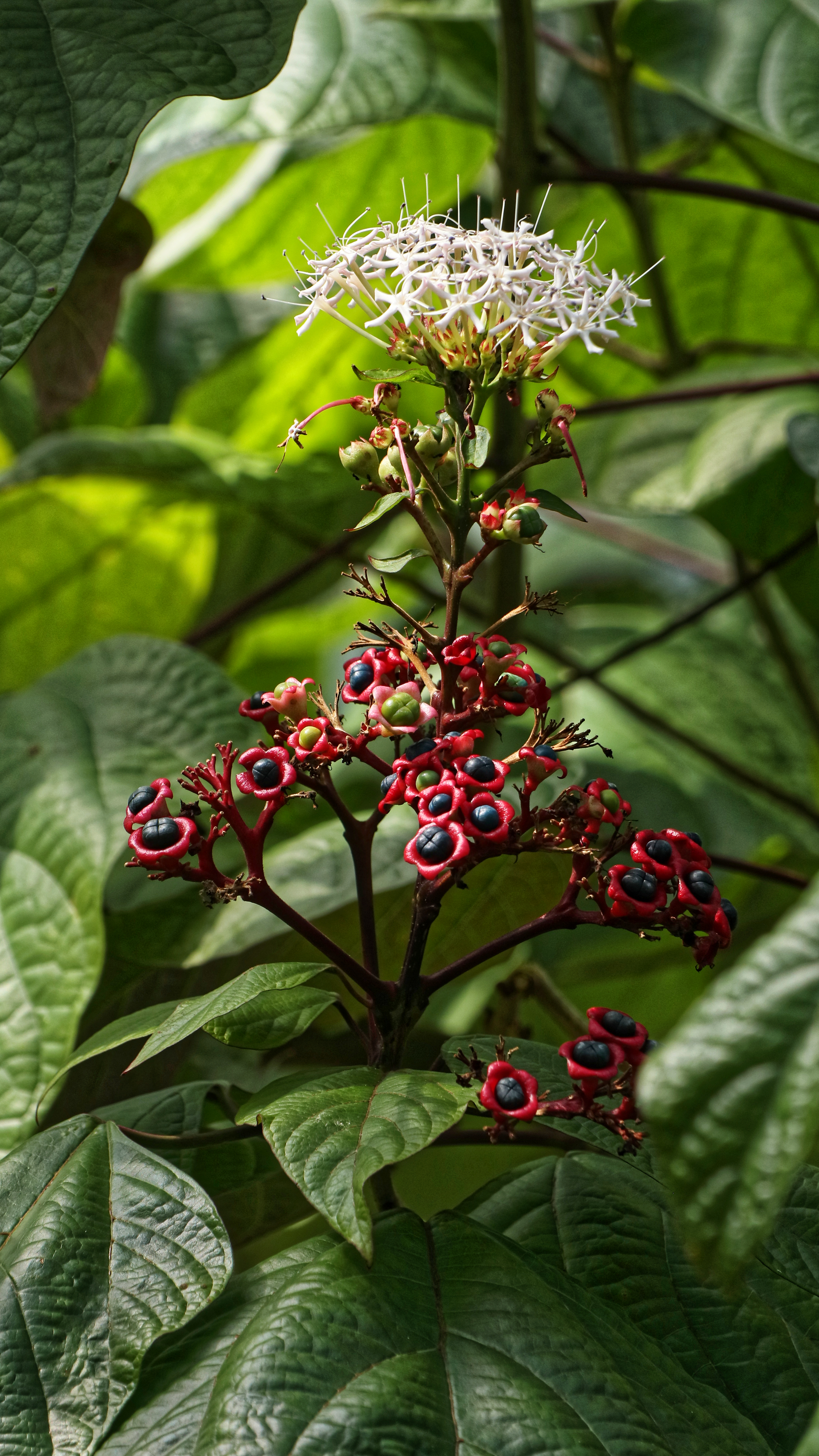 Clerodendrum glandulosum plant identification view