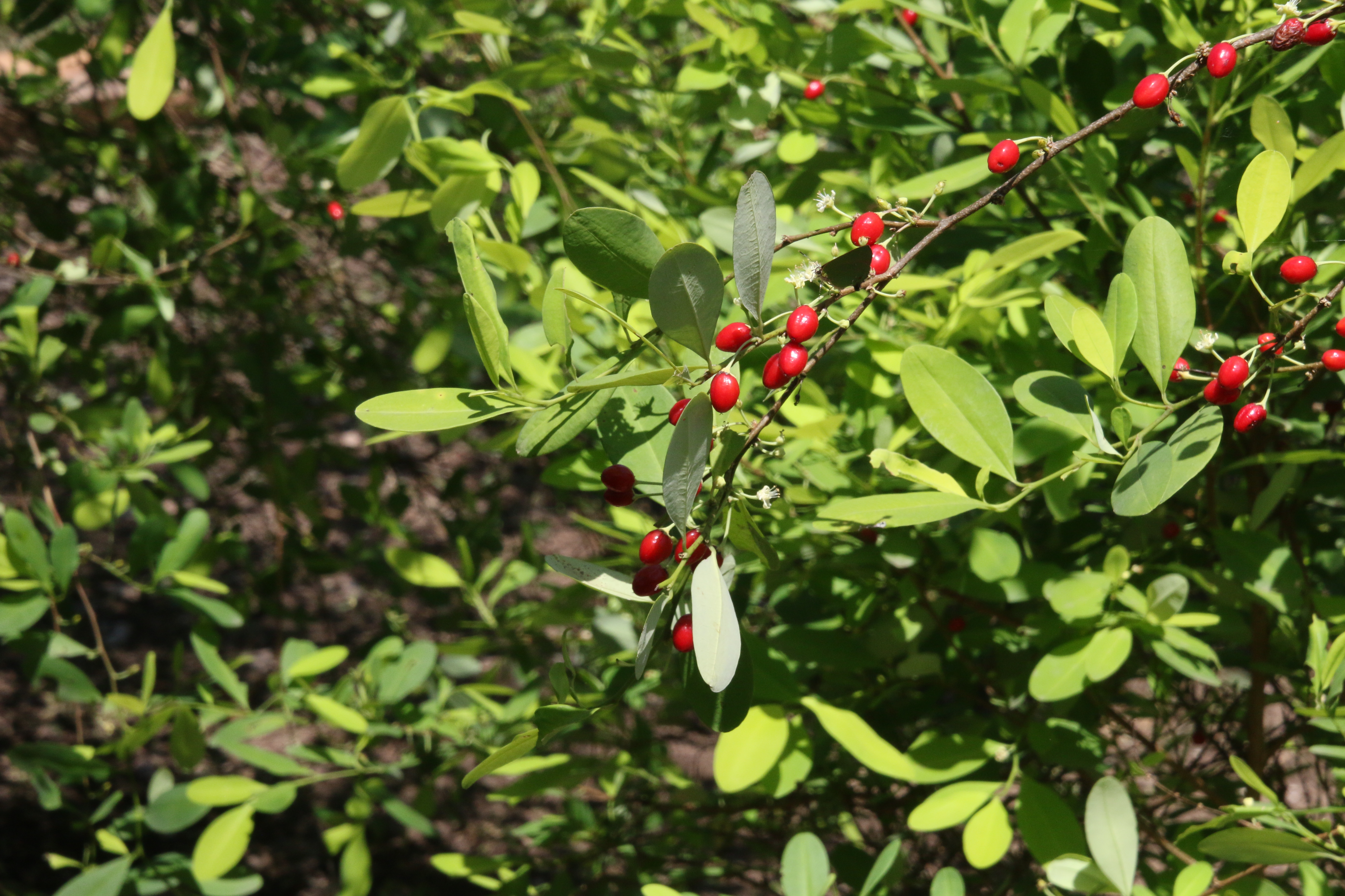 Coca leaf identification view