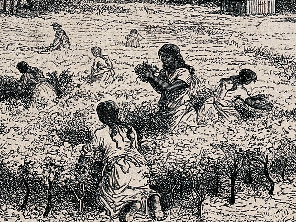 Coca plant identification view