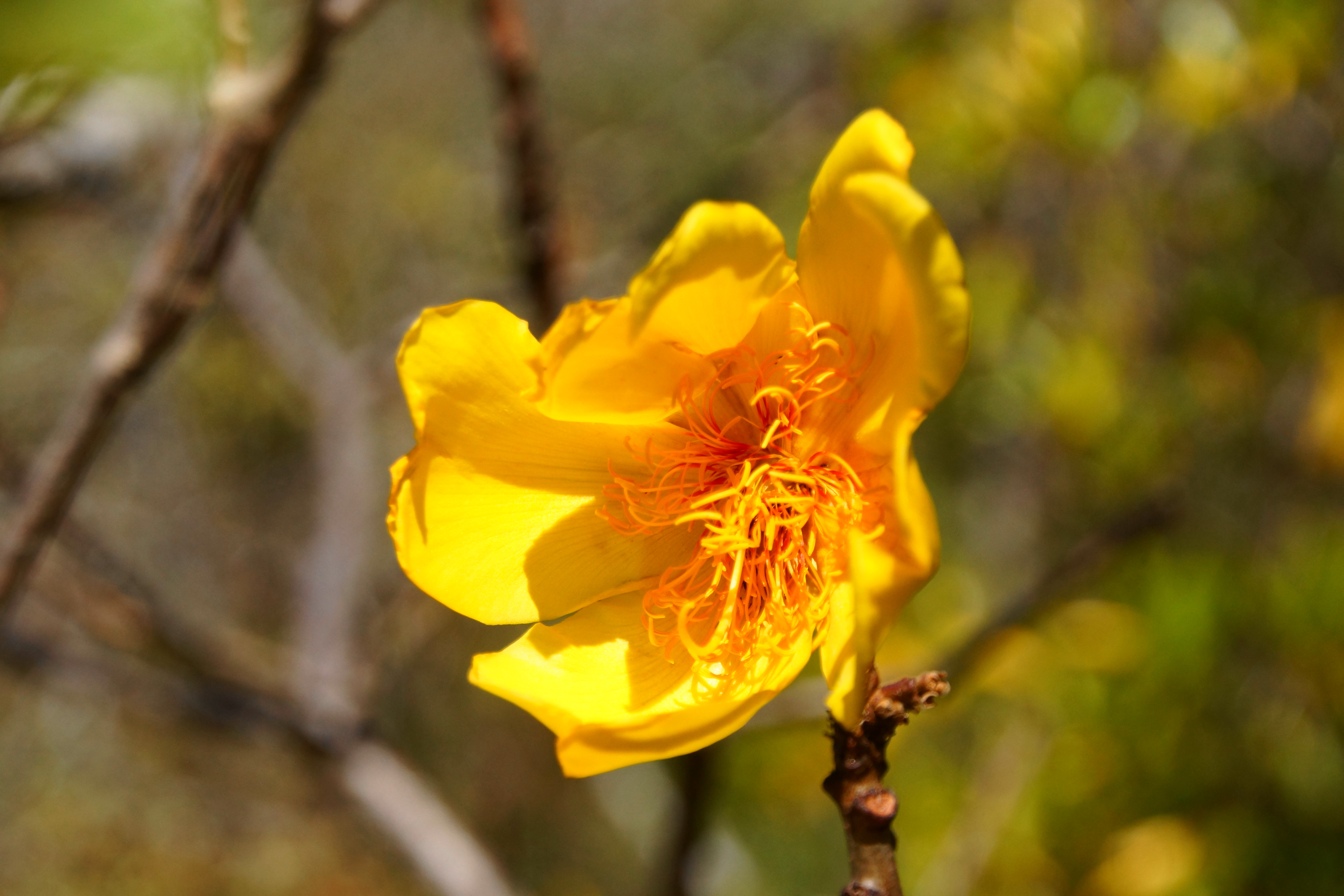 Cochlospermum vitifolium flower identification view