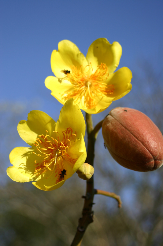 Cochlospermum vitifolium leaf identification view