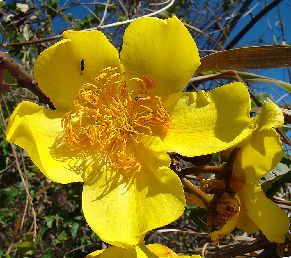 Cochlospermum vitifolium plant identification view