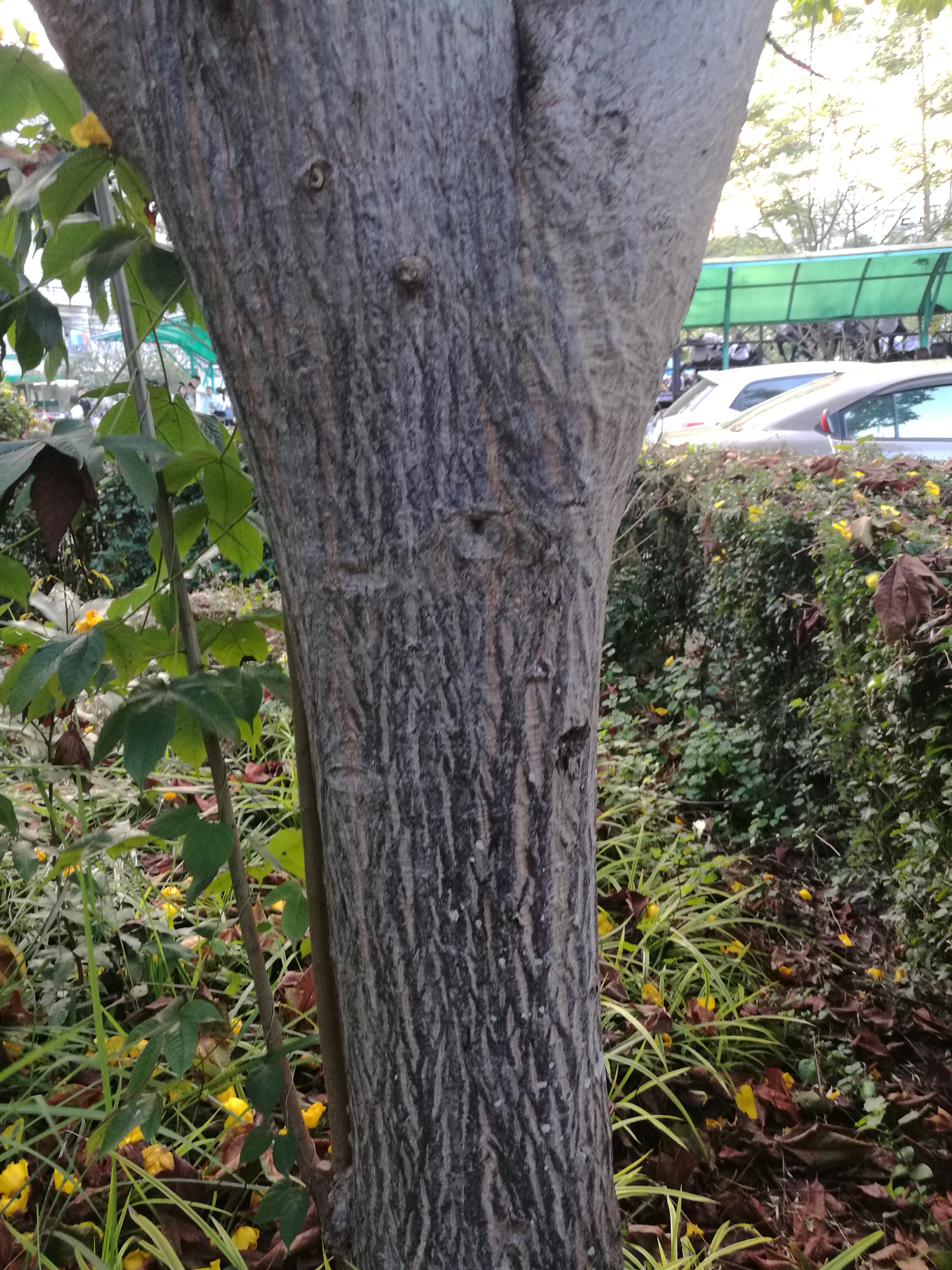 Cochlospermum vitifolium stem identification view