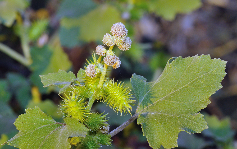 Cocklebur flower identification view
