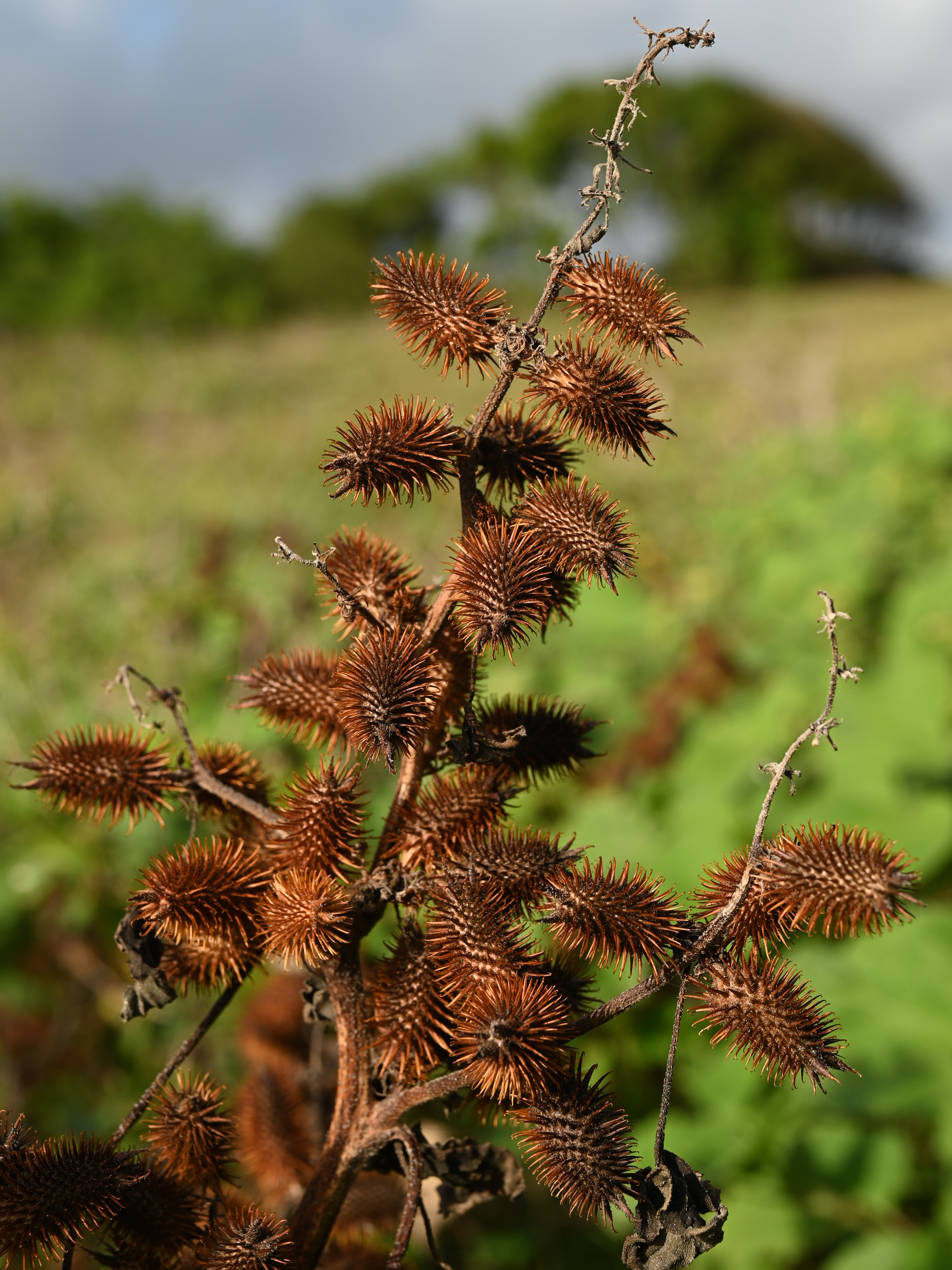Cocklebur fruit identification view