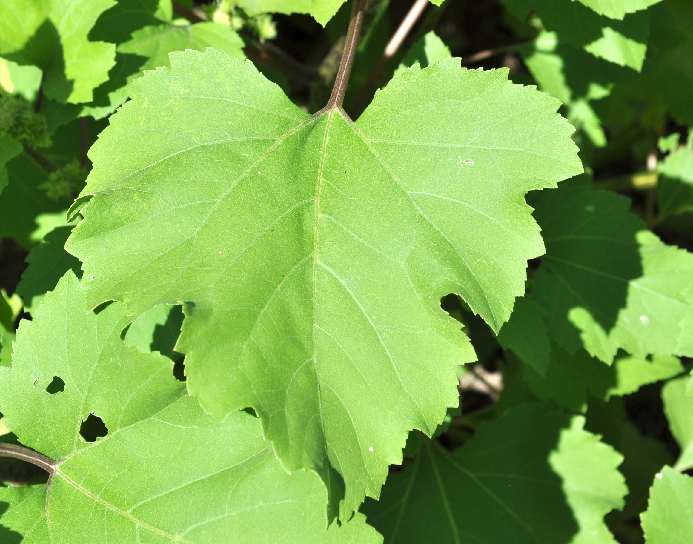Cocklebur leaf identification view