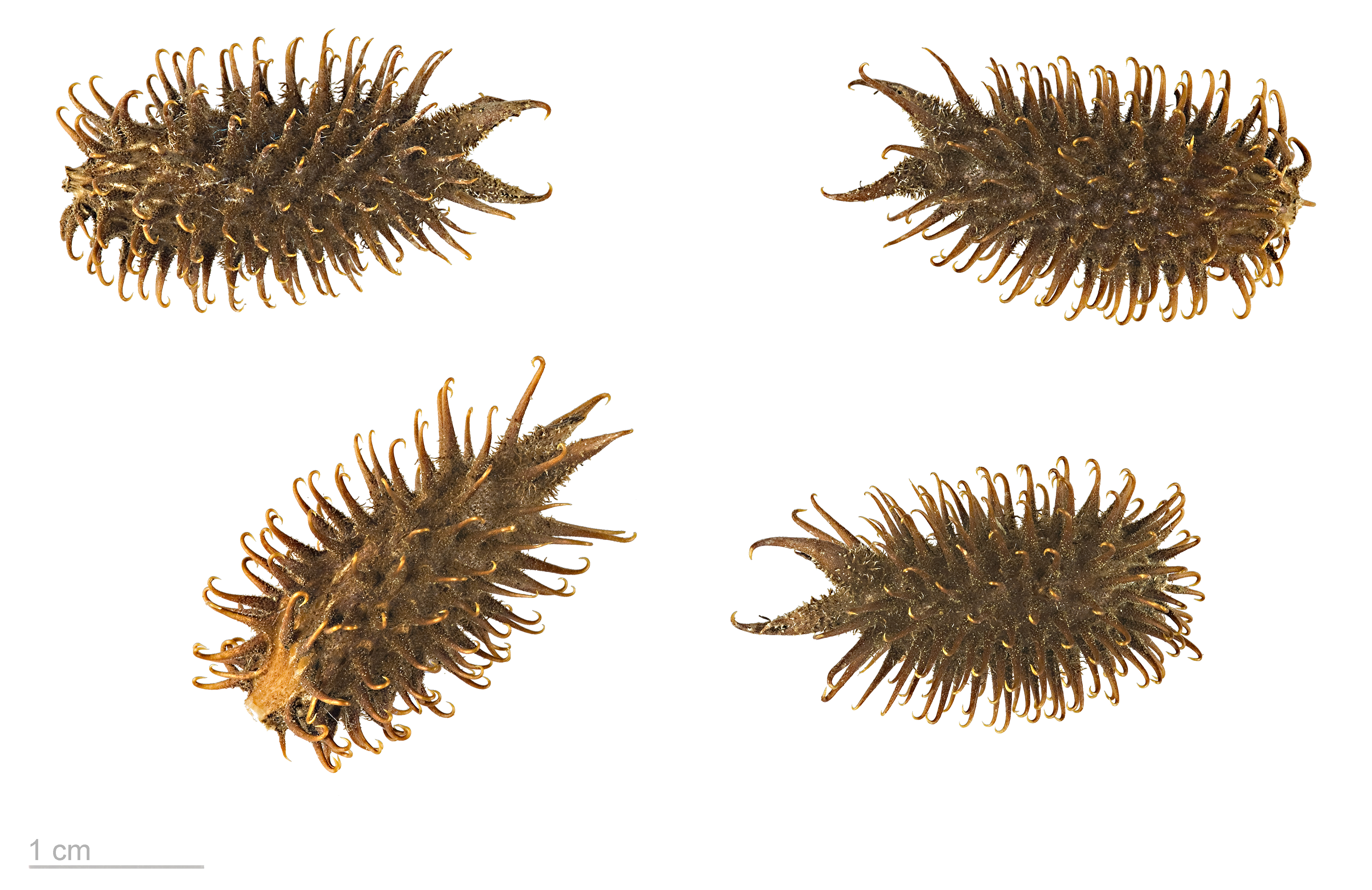 Cocklebur plant identification view