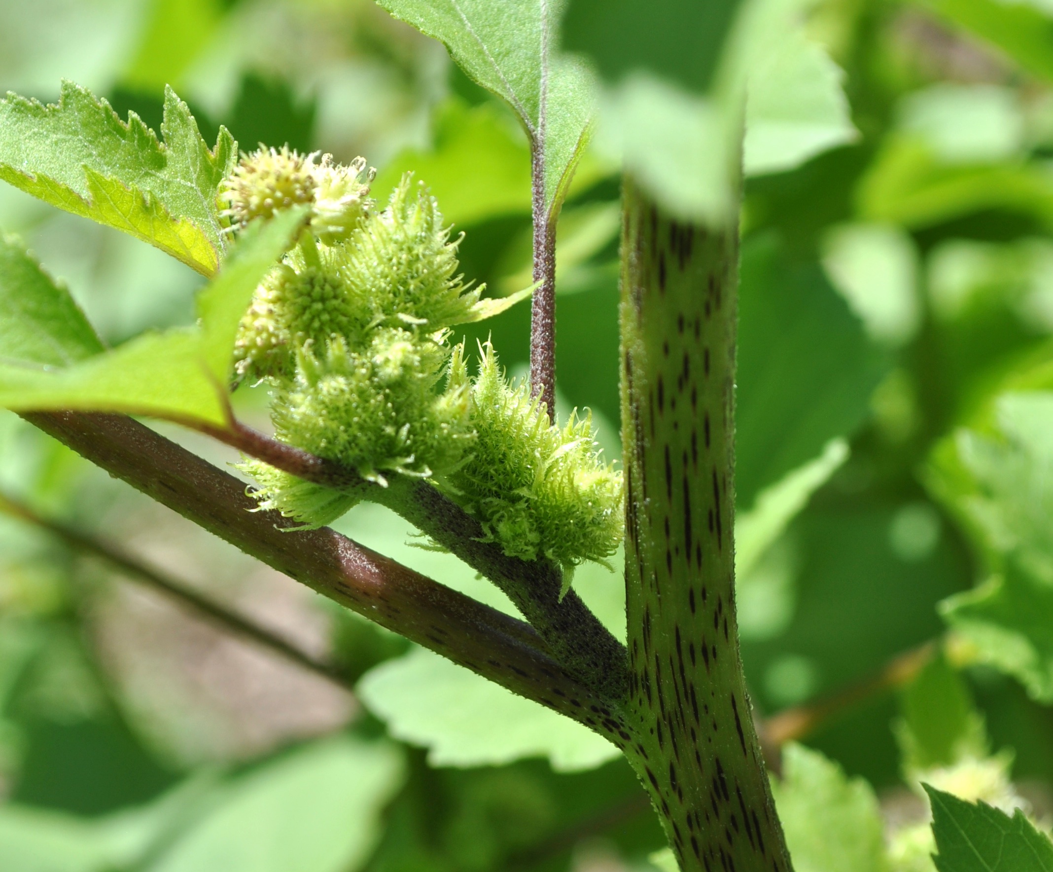 Cocklebur stem identification view