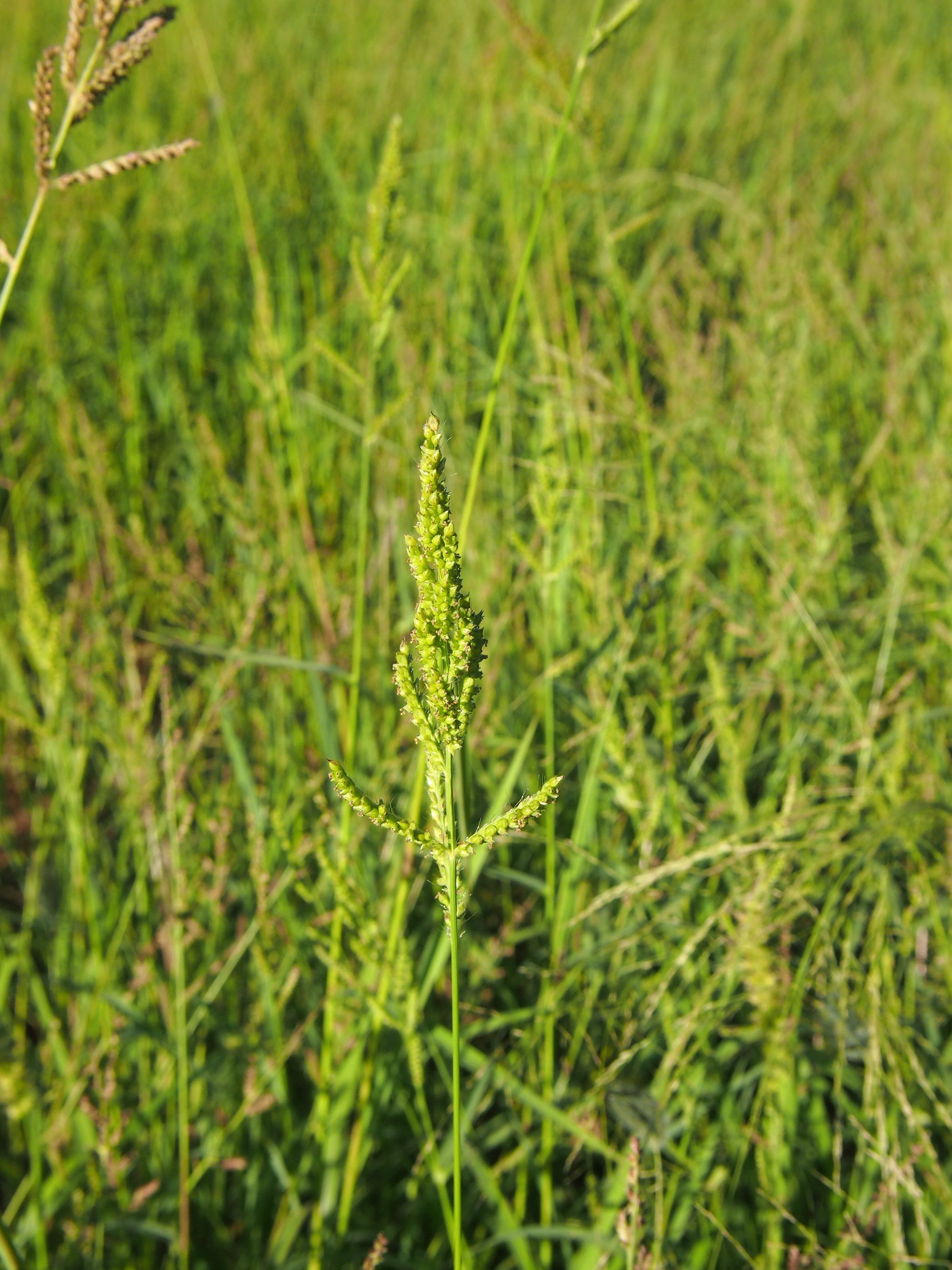 Cockspur Grass flower identification view
