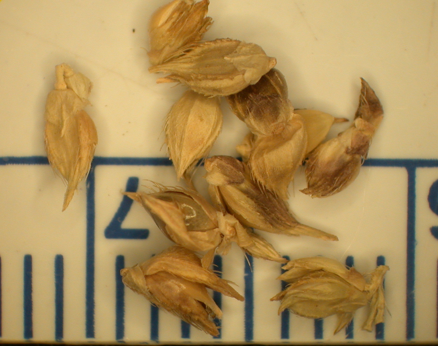Cockspur Grass fruit identification view
