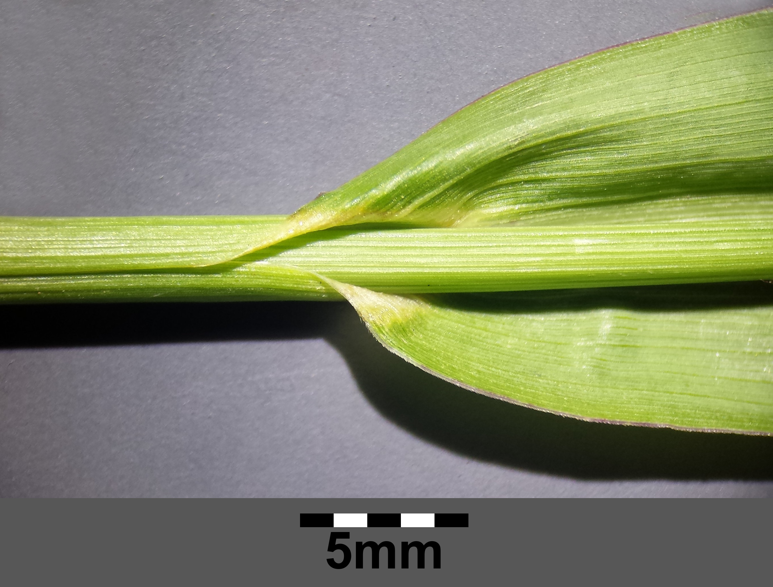 Cockspur Grass leaf identification view