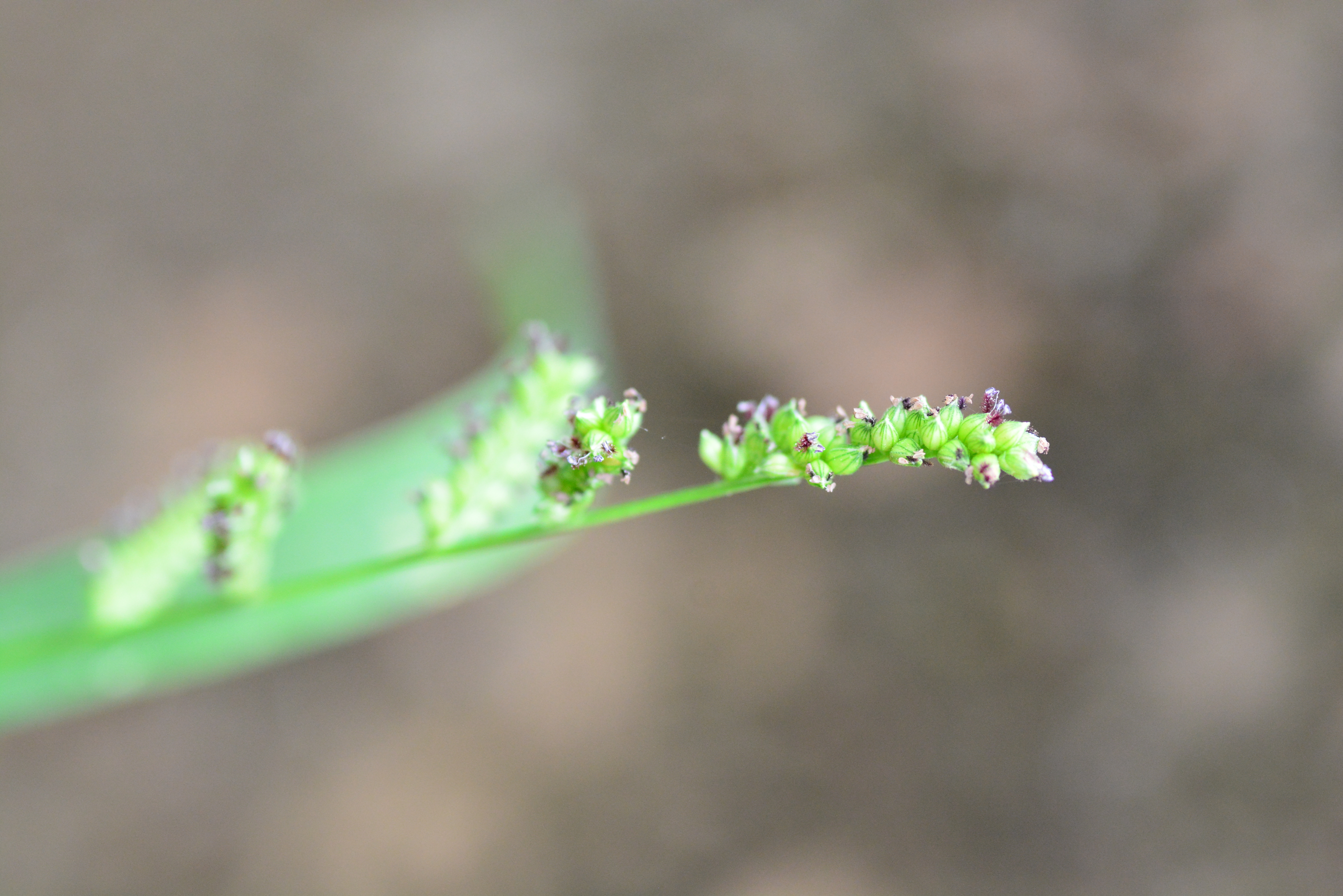 Cockspur Grass plant identification view