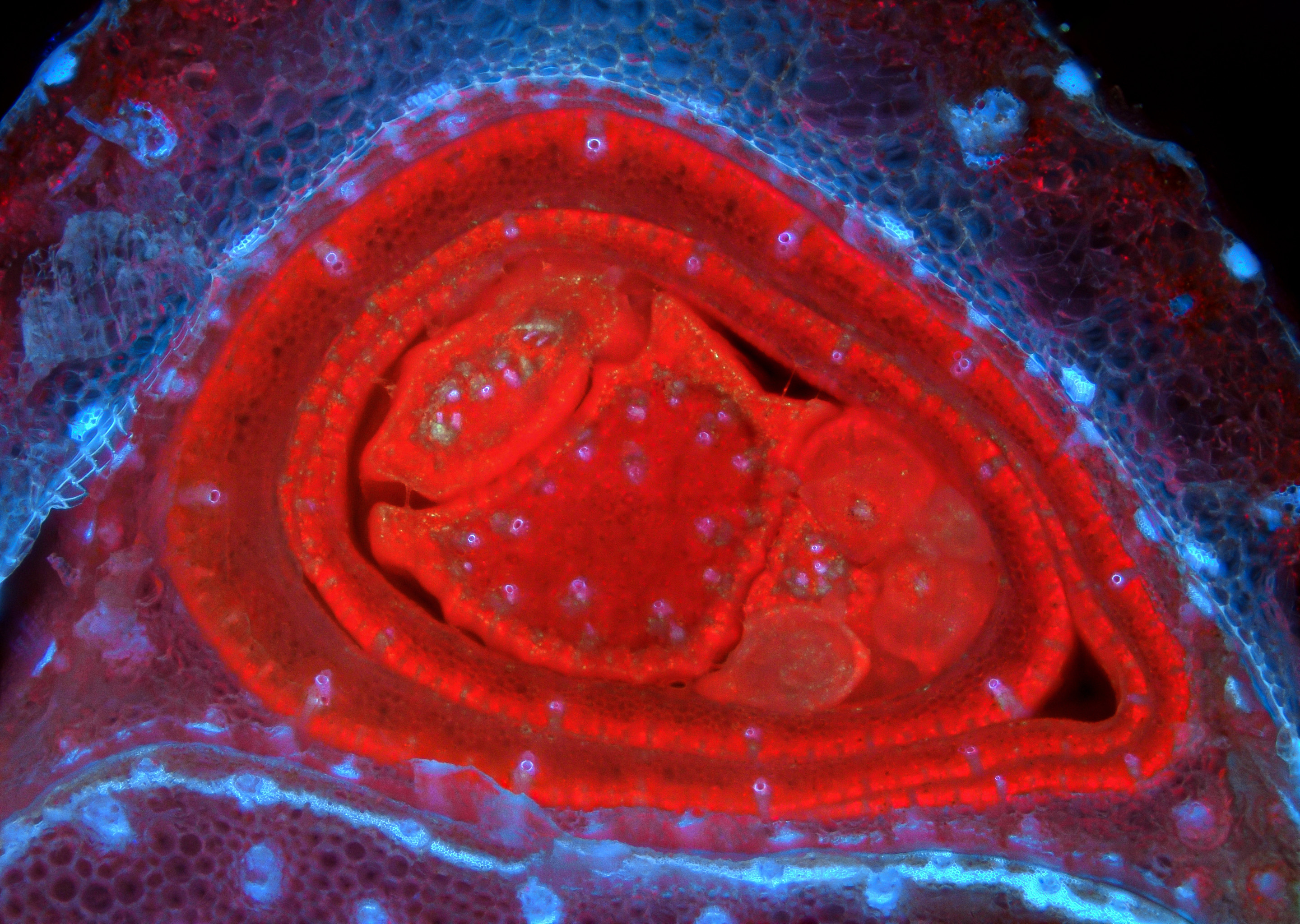 Cockspur Grass stem identification view