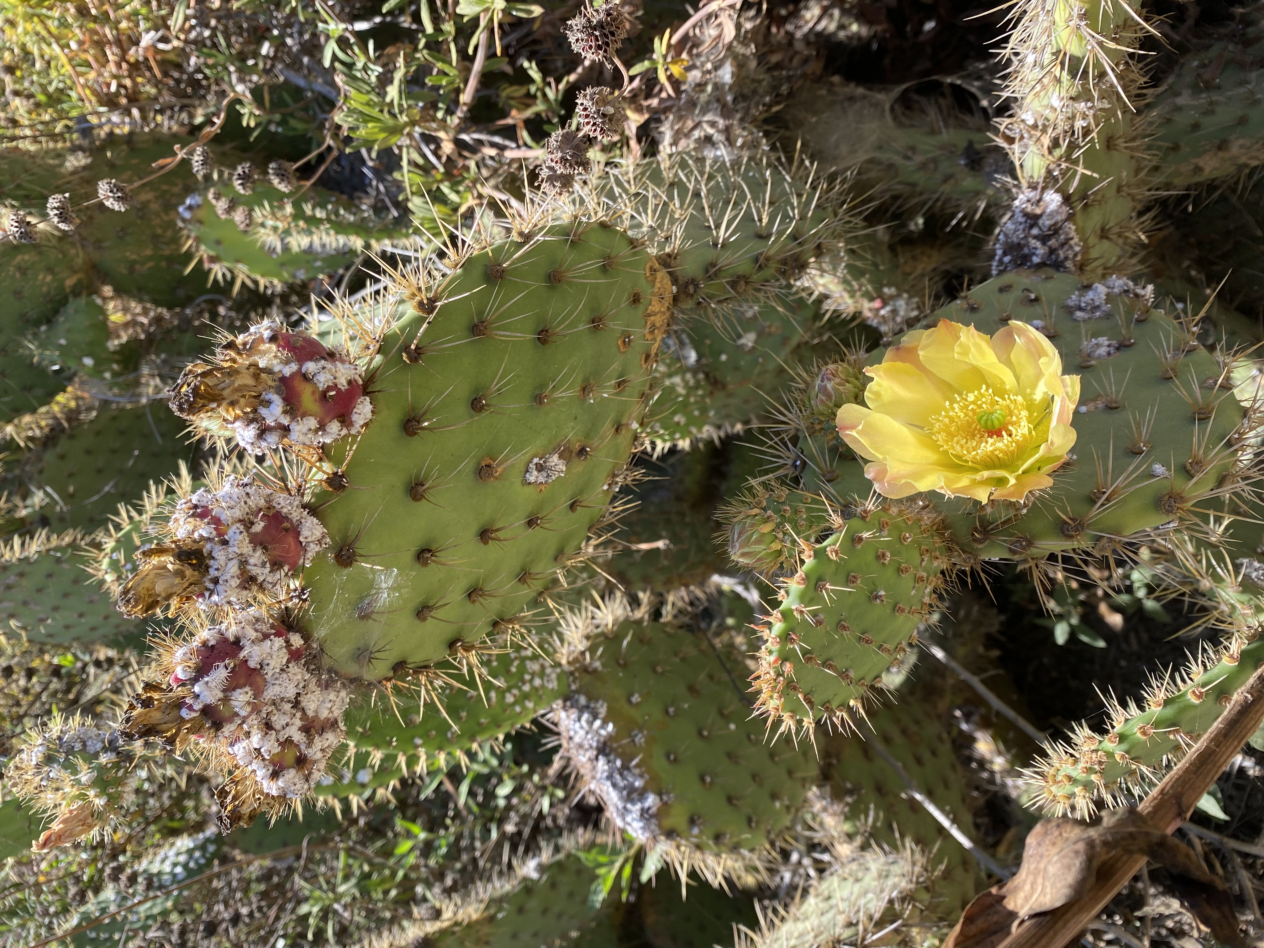 Coconut flower identification view