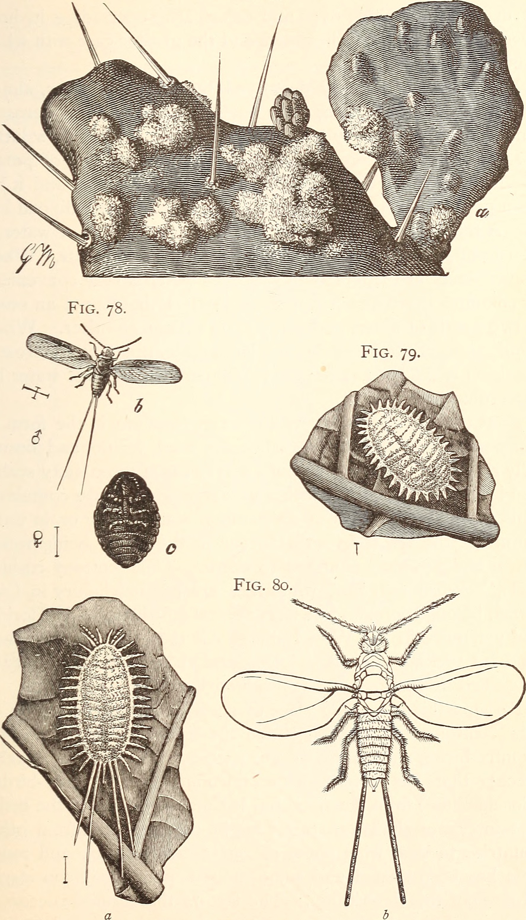 Coconut fruit identification view