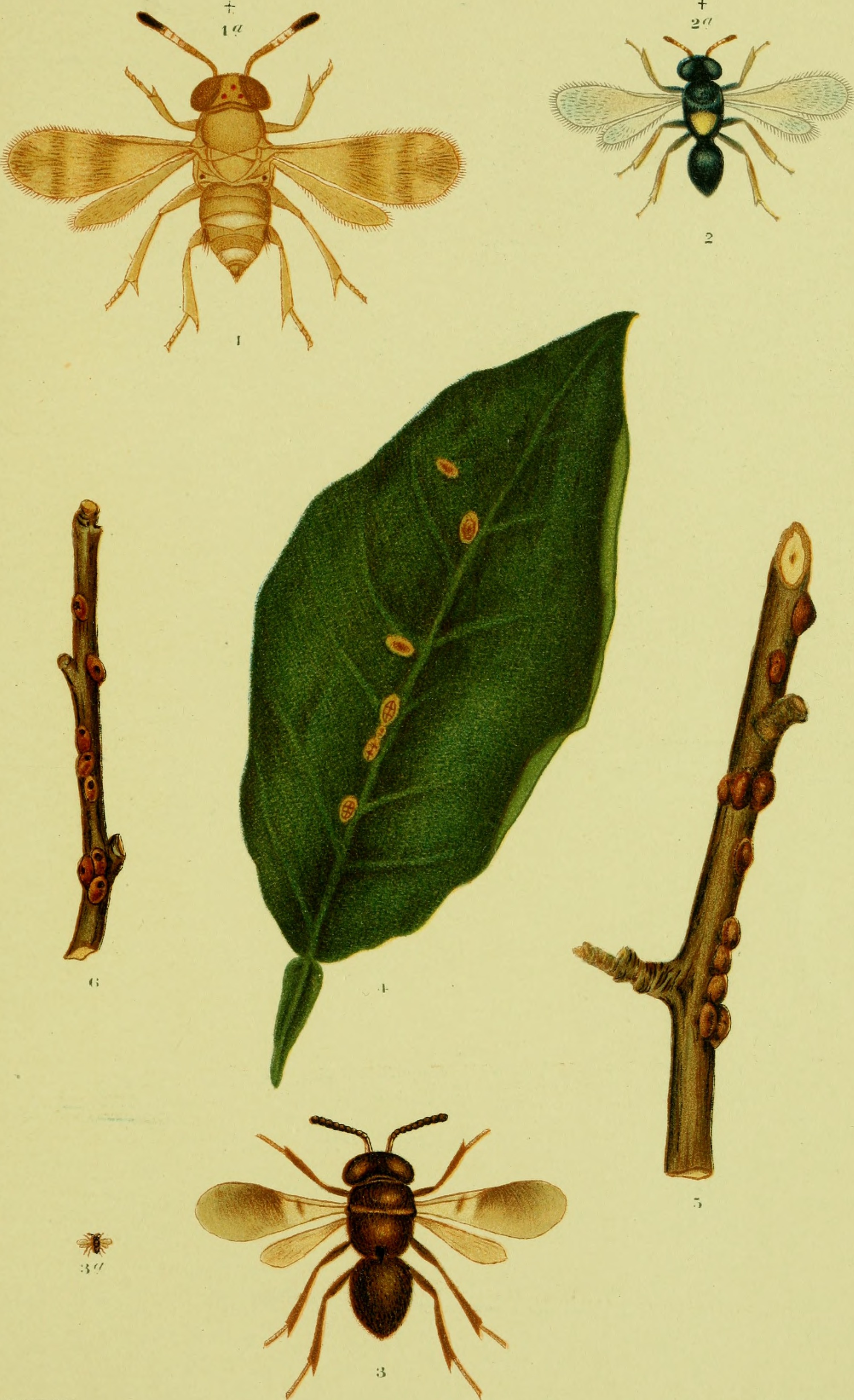 Coconut leaf identification view