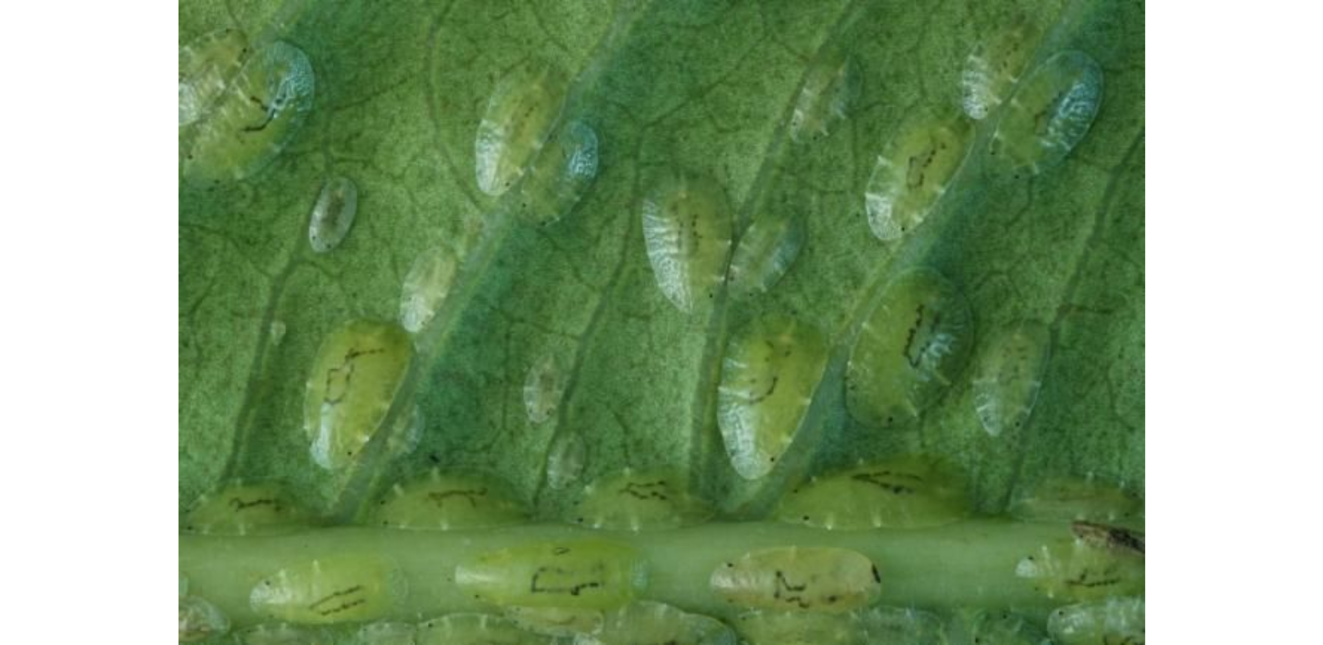 Coconut plant identification view