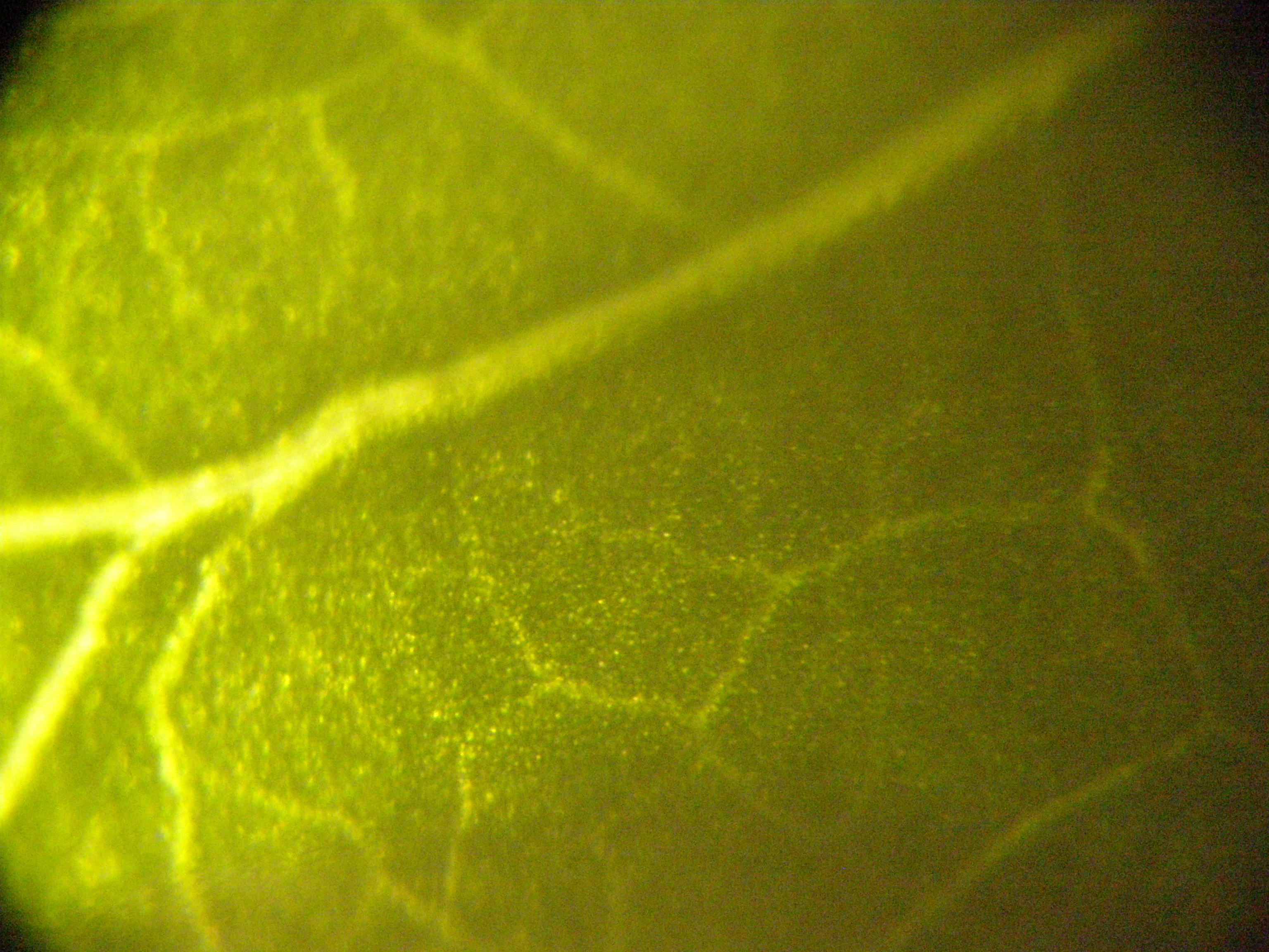 Codonopsis leaf identification view
