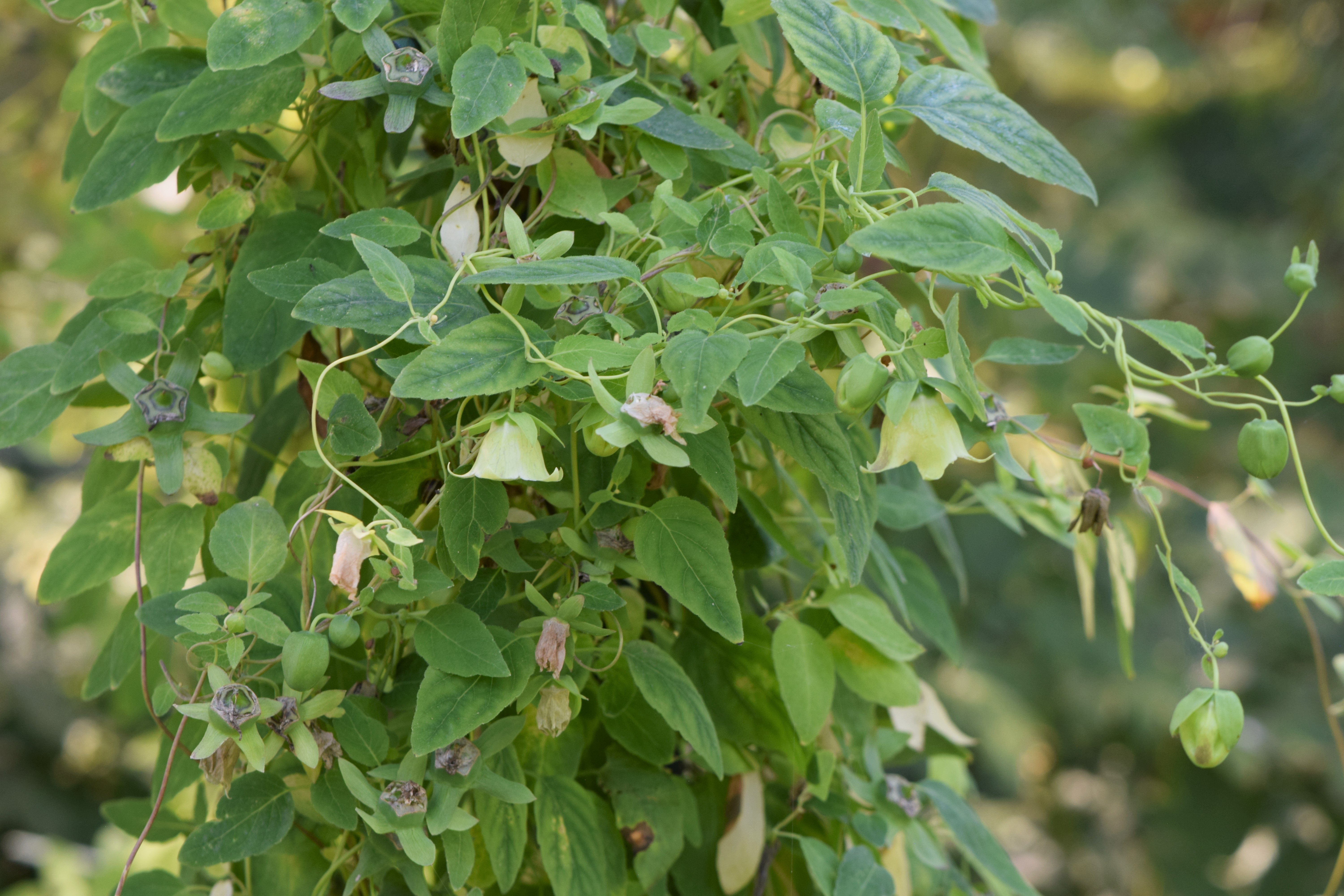 Codonopsis plant identification view