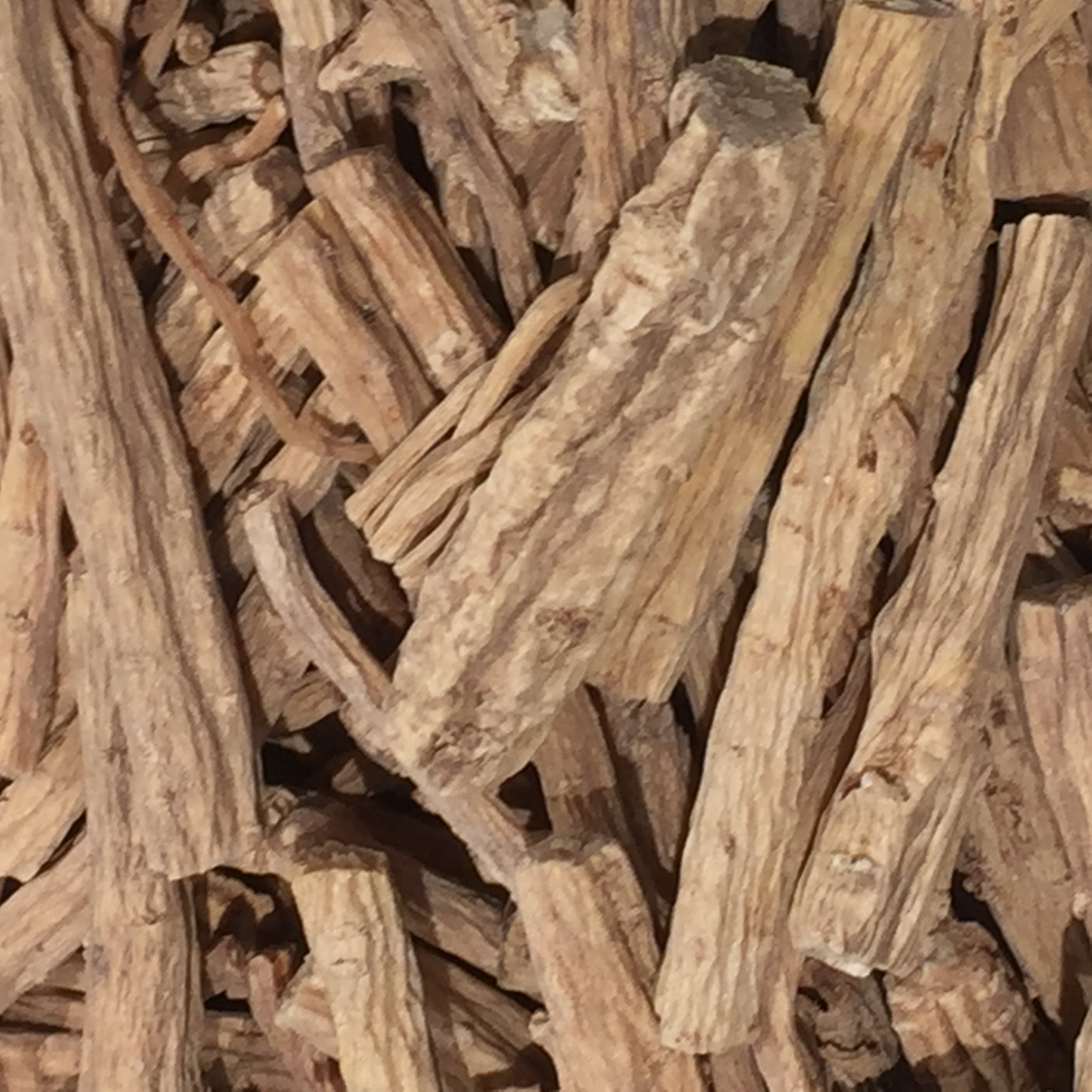 Codonopsis stem identification view