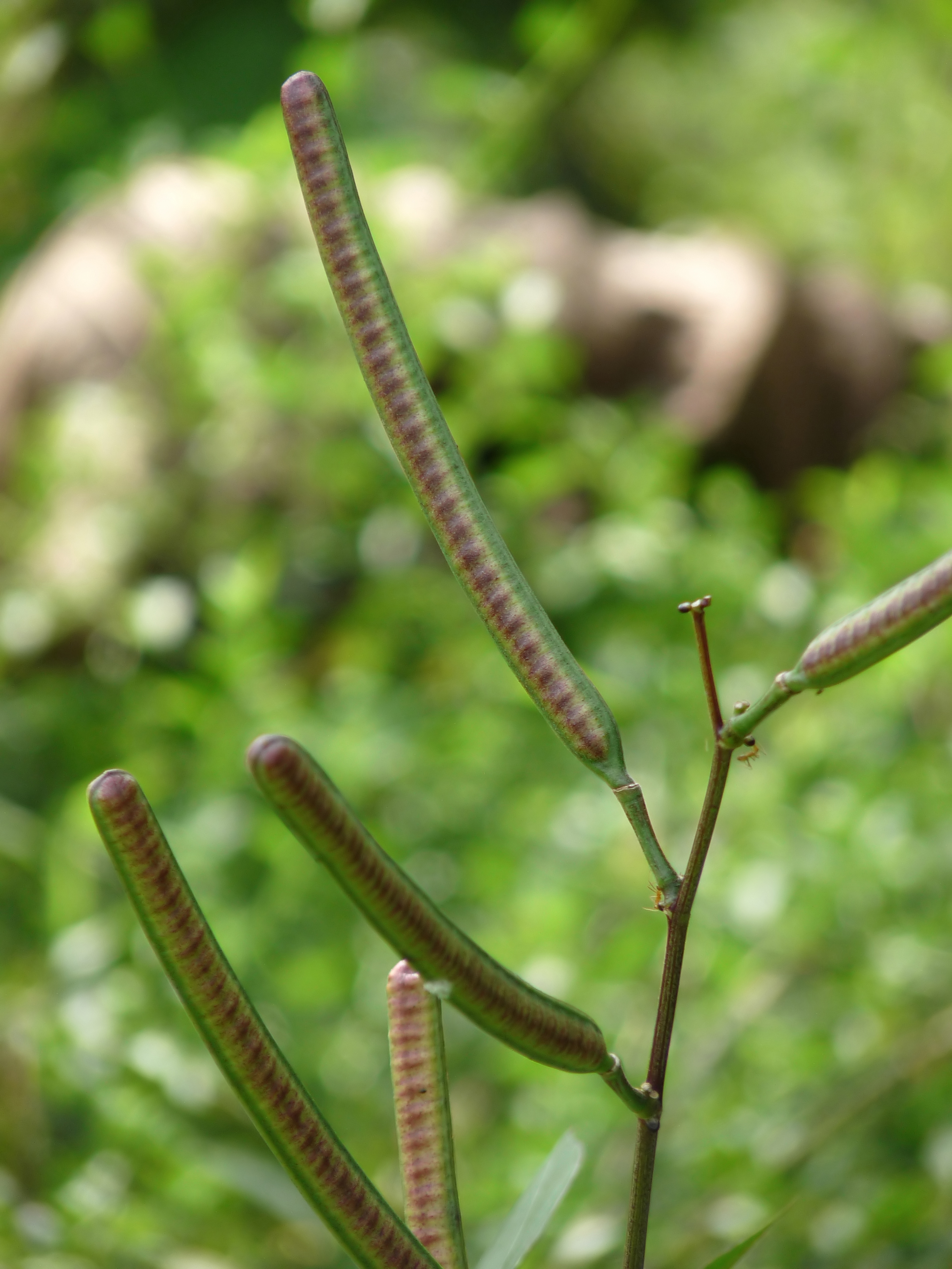 Coffee senna leaf identification view