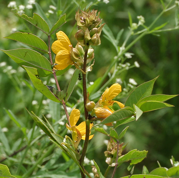 Coffee senna plant identification view