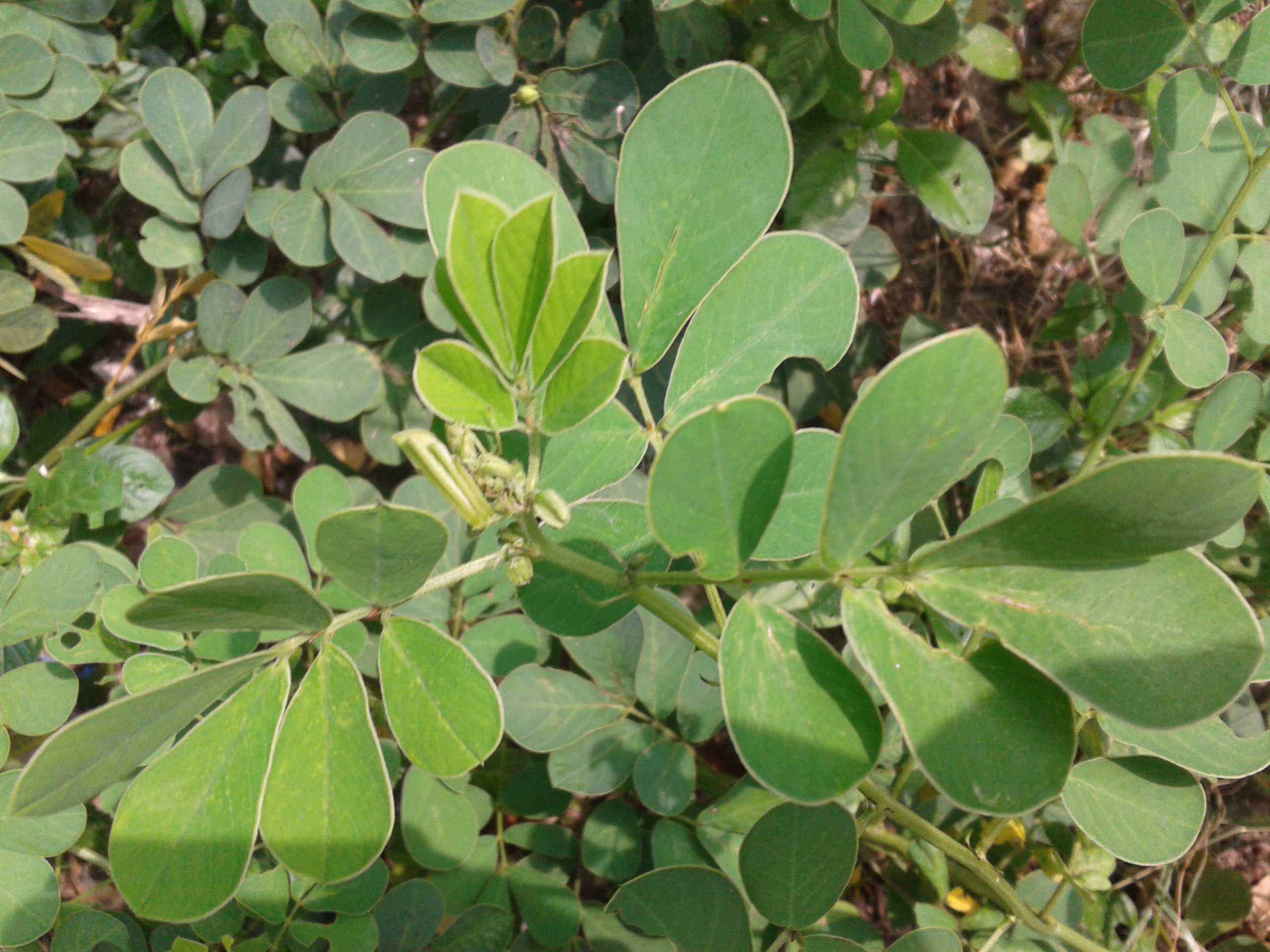 Coffee senna stem identification view
