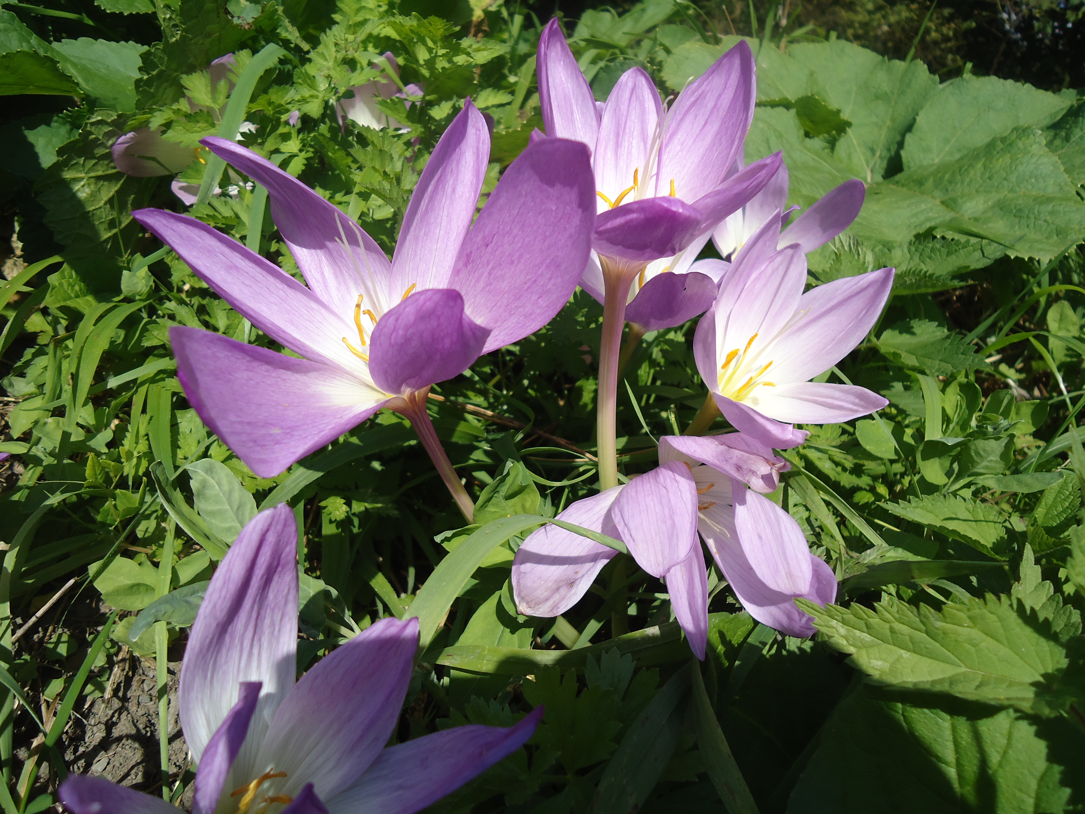 Colchicum flower identification view