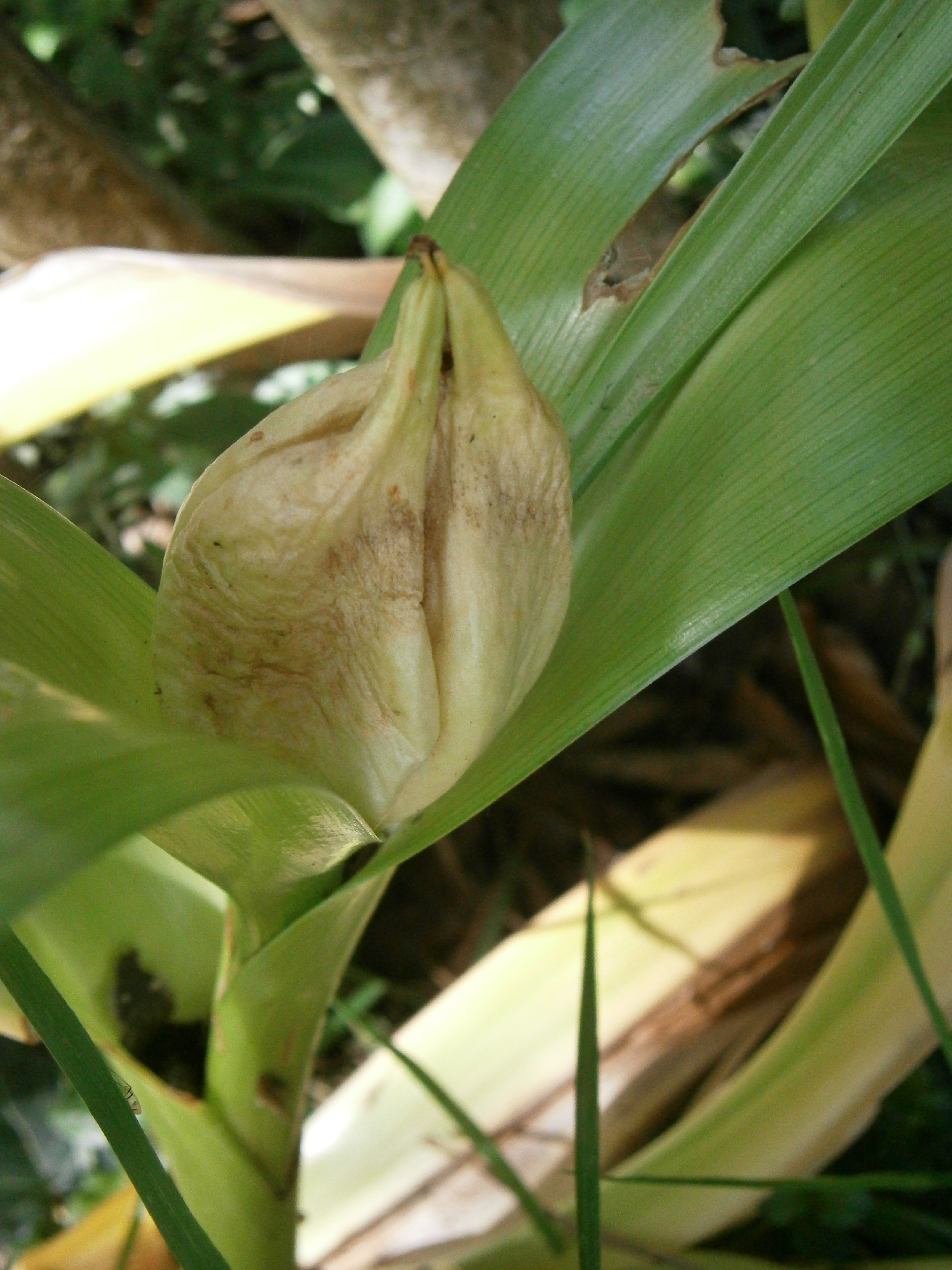 Colchicum fruit identification view