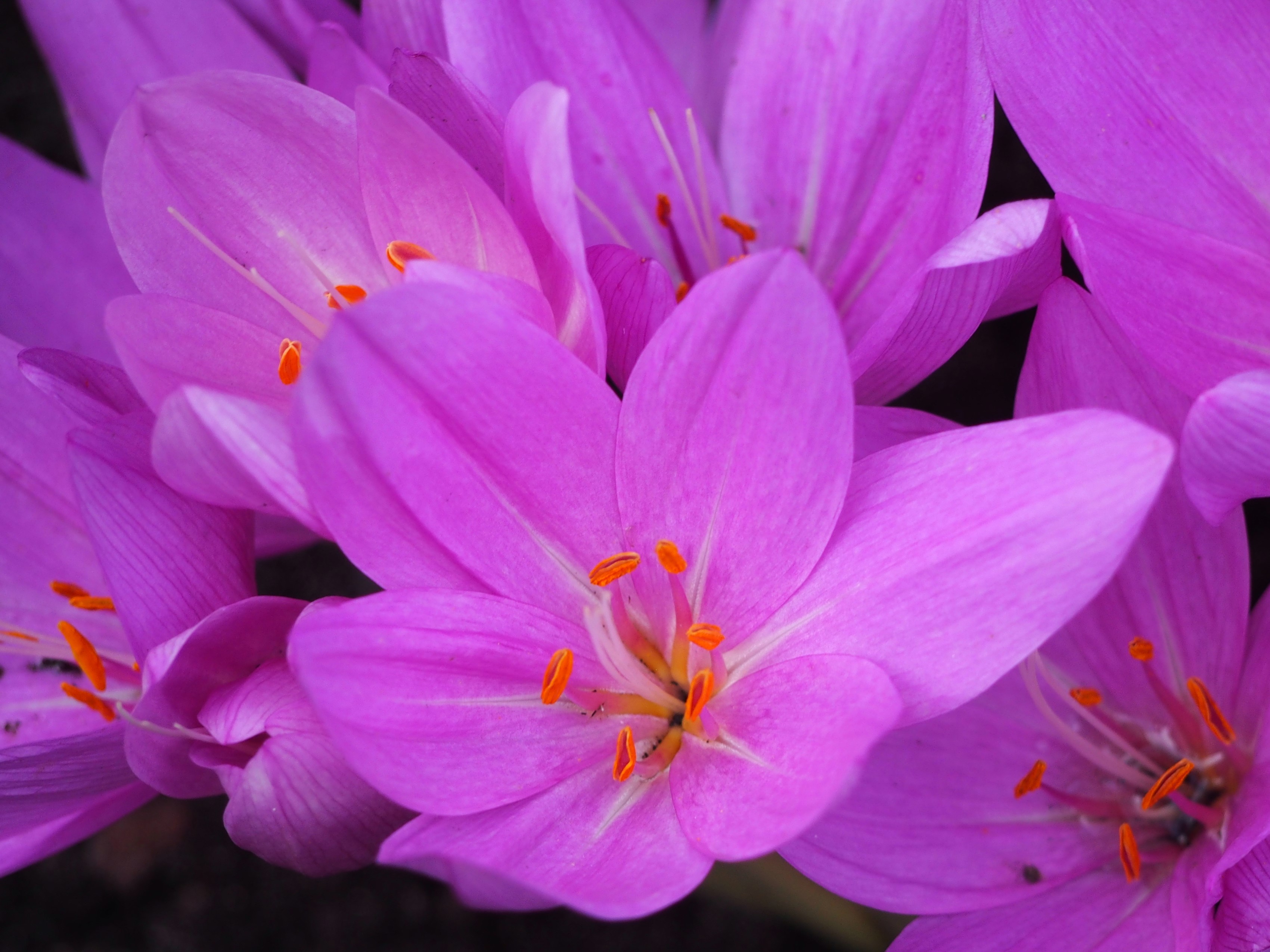 Colchicum plant identification view