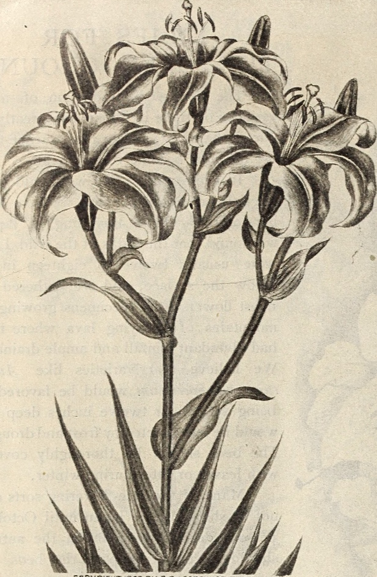 Colchicum stem identification view