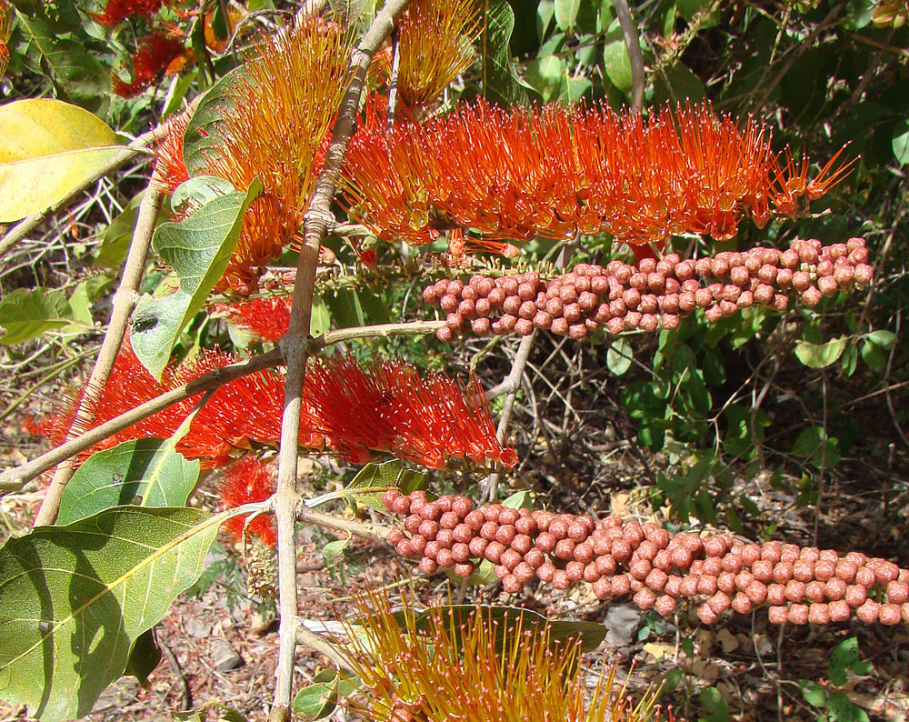 Combretum fruticosum flower identification view