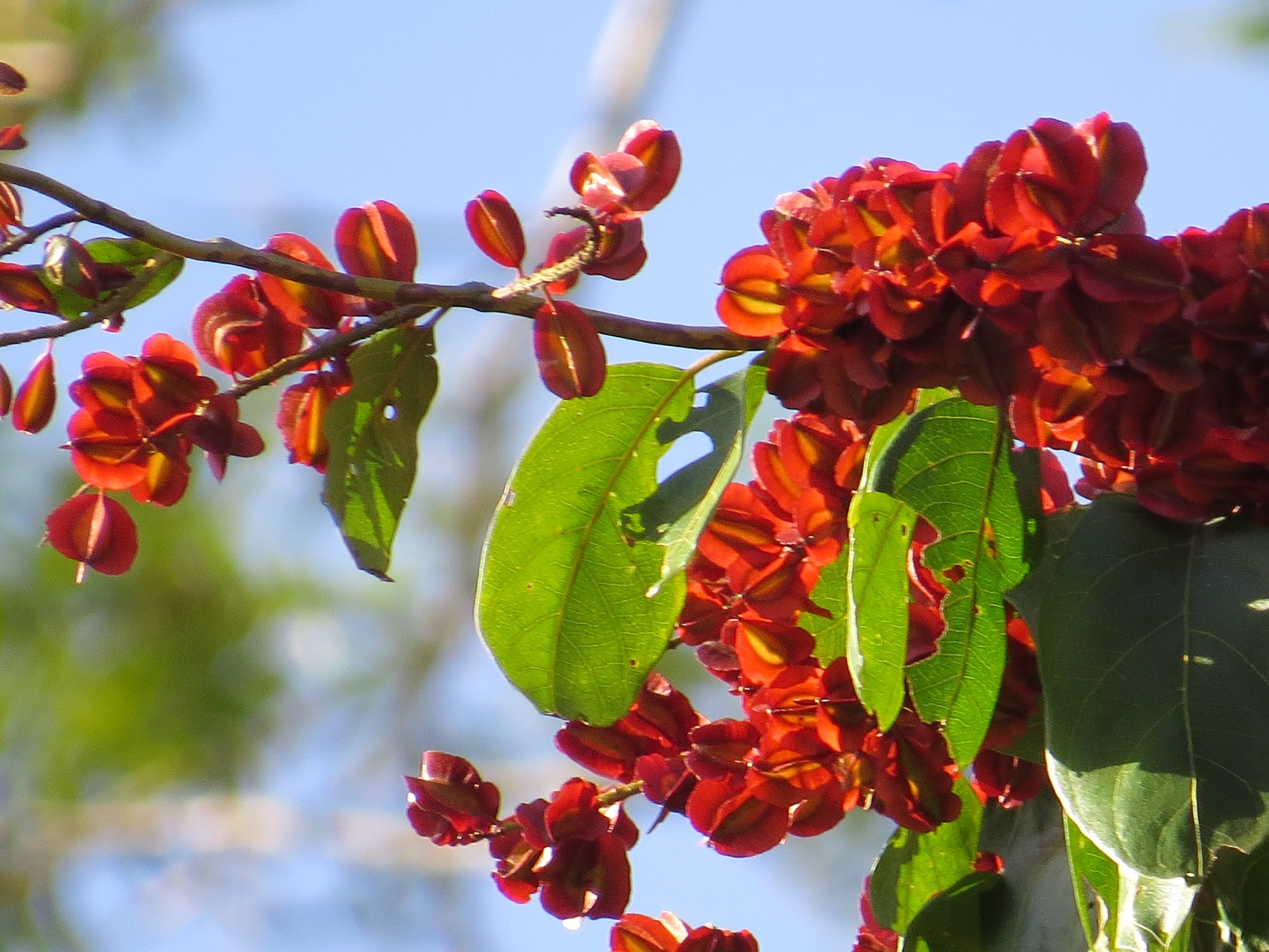Combretum fruticosum fruit identification view