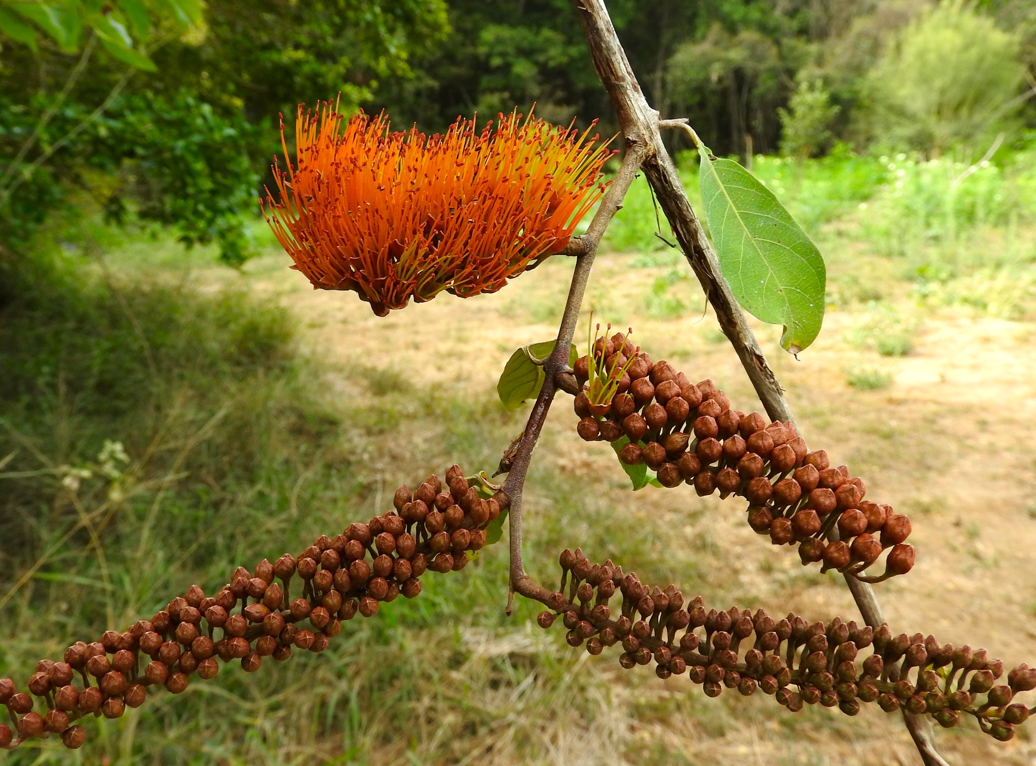 Combretum fruticosum plant identification view