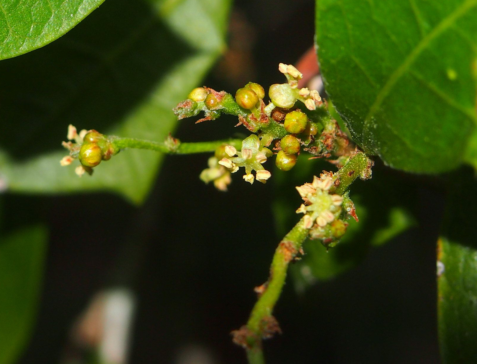 Combretum flower identification view