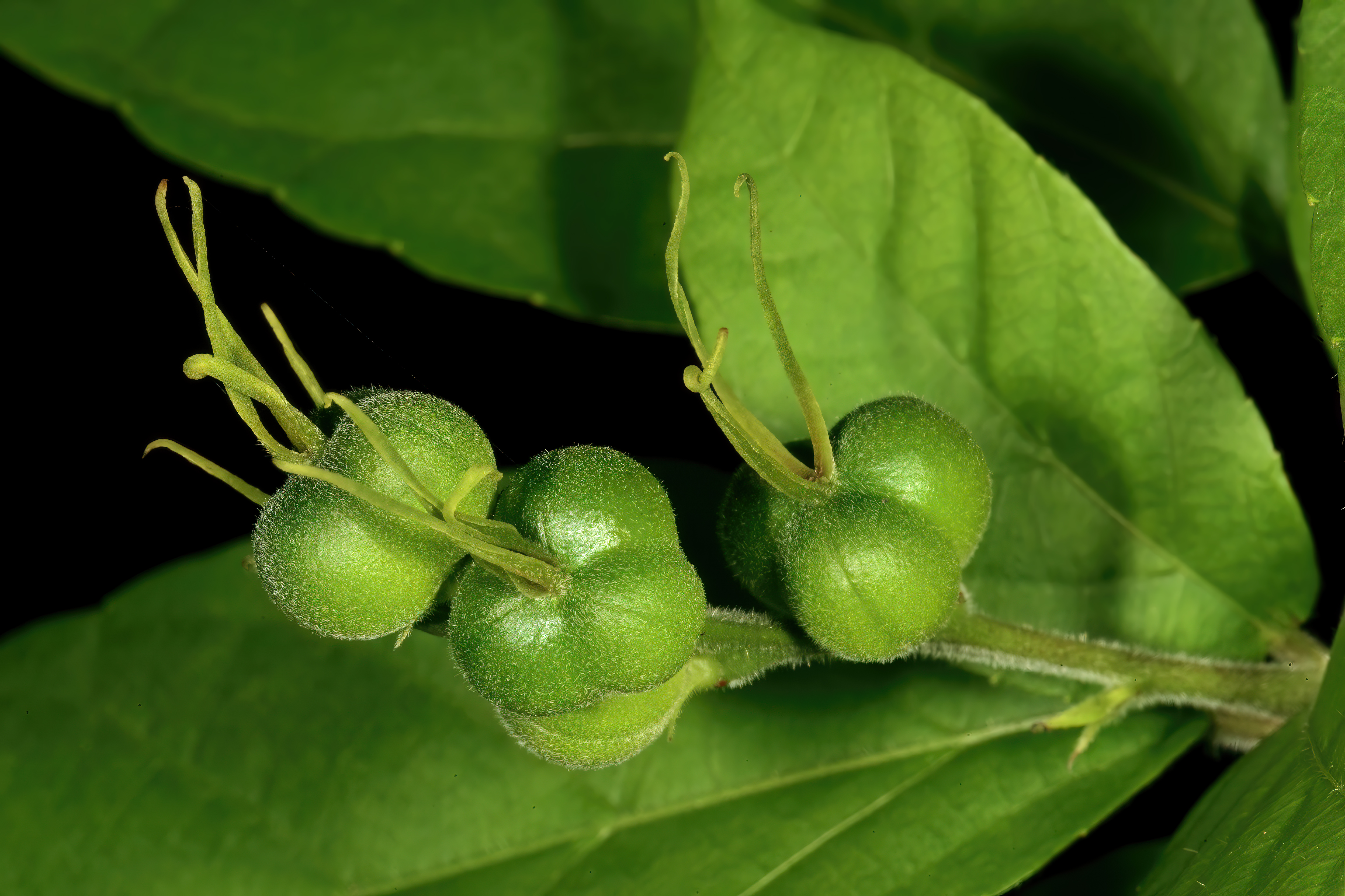 Combretum fruit identification view
