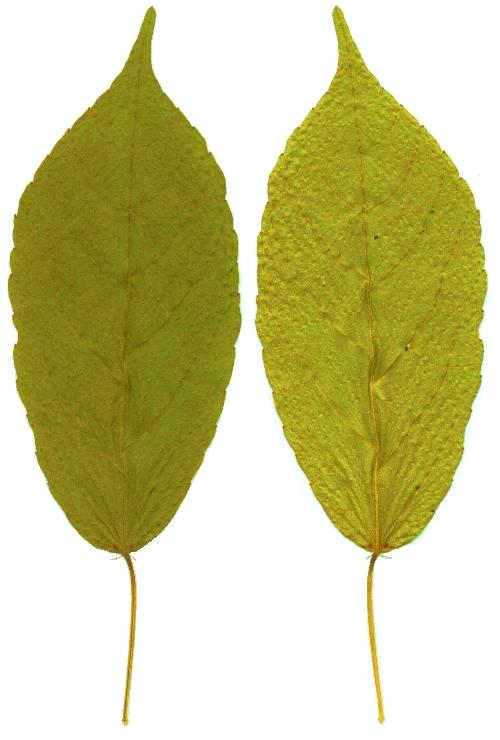 Combretum leaf identification view