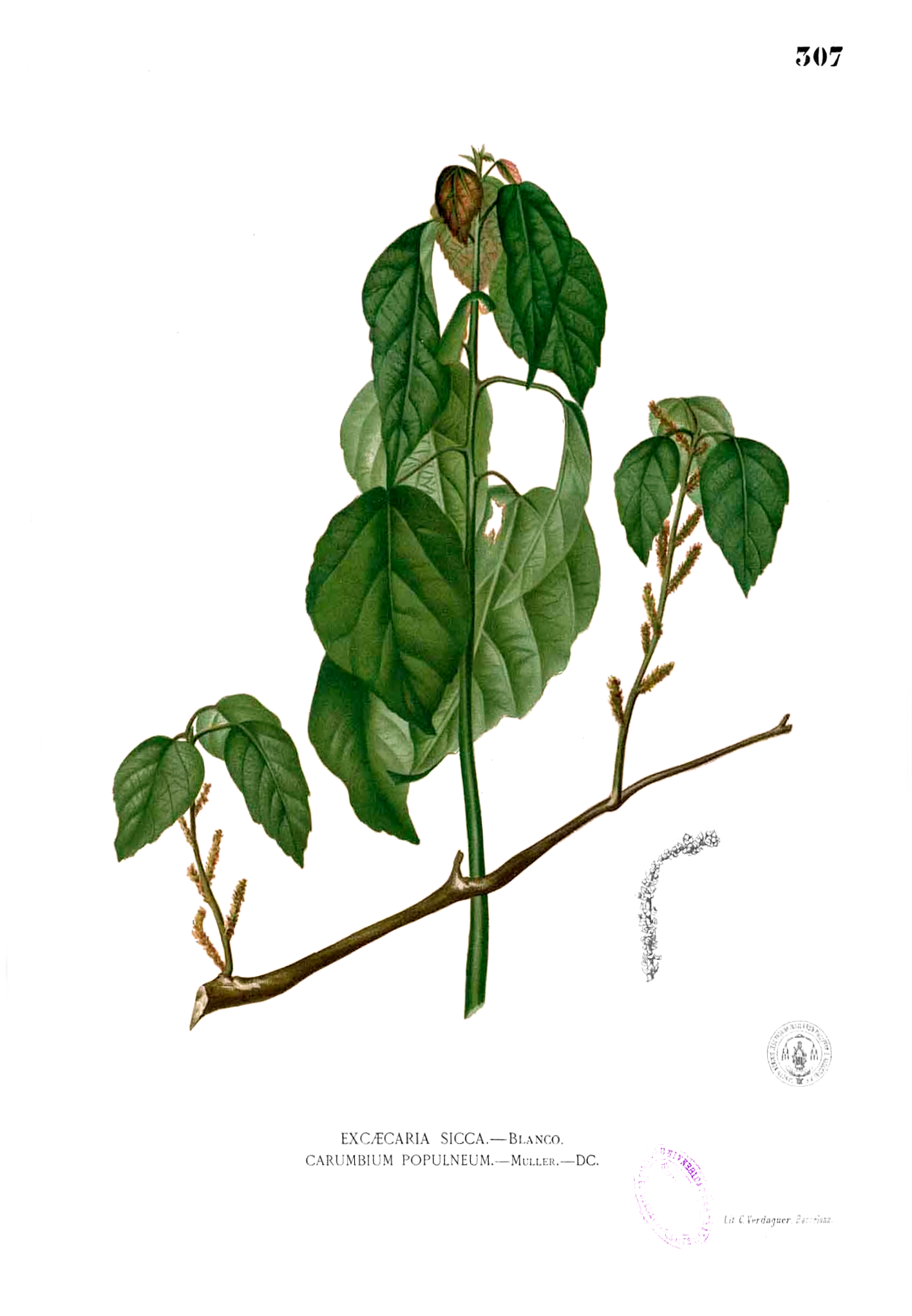 Combretum plant identification view