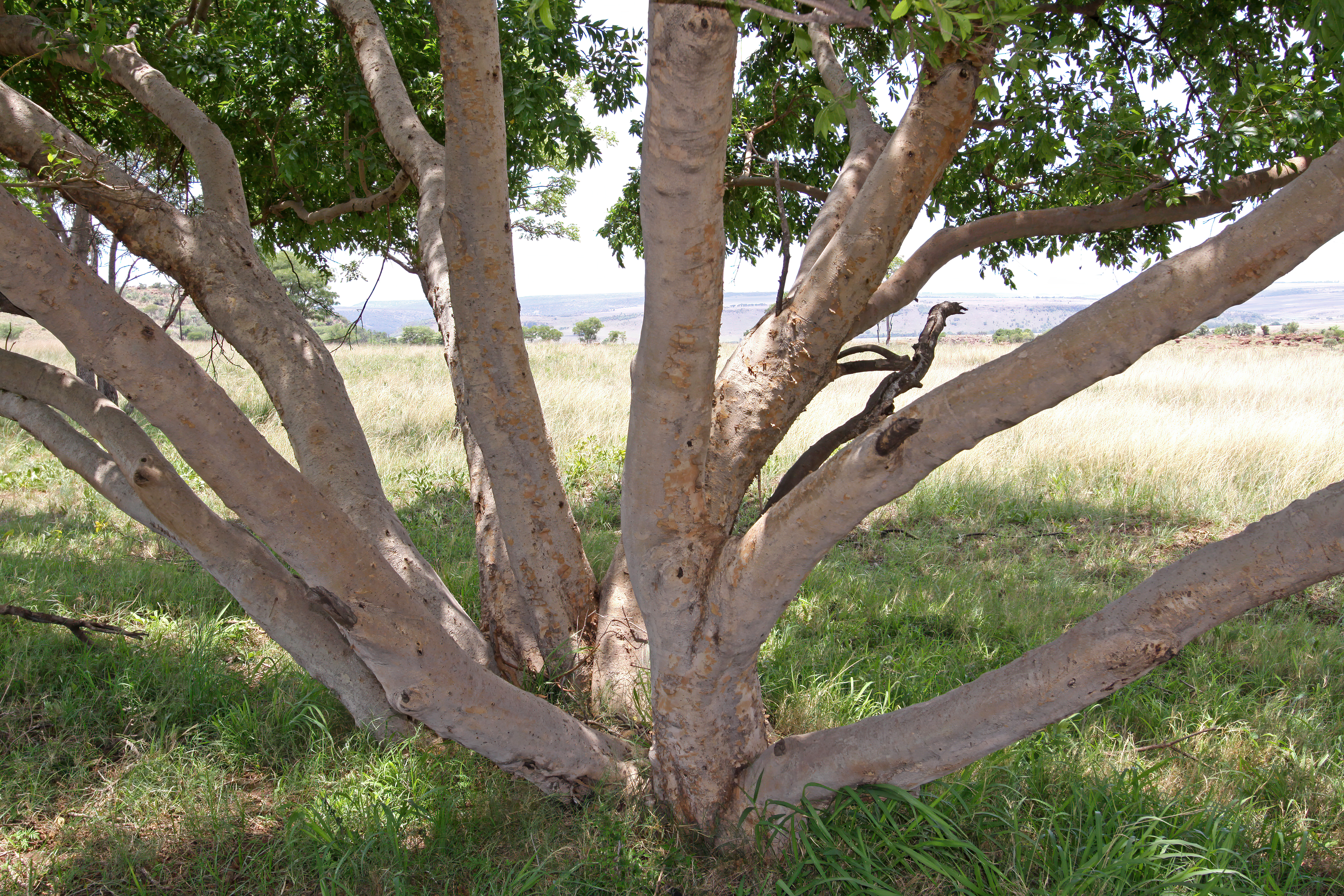 Combretum stem identification view