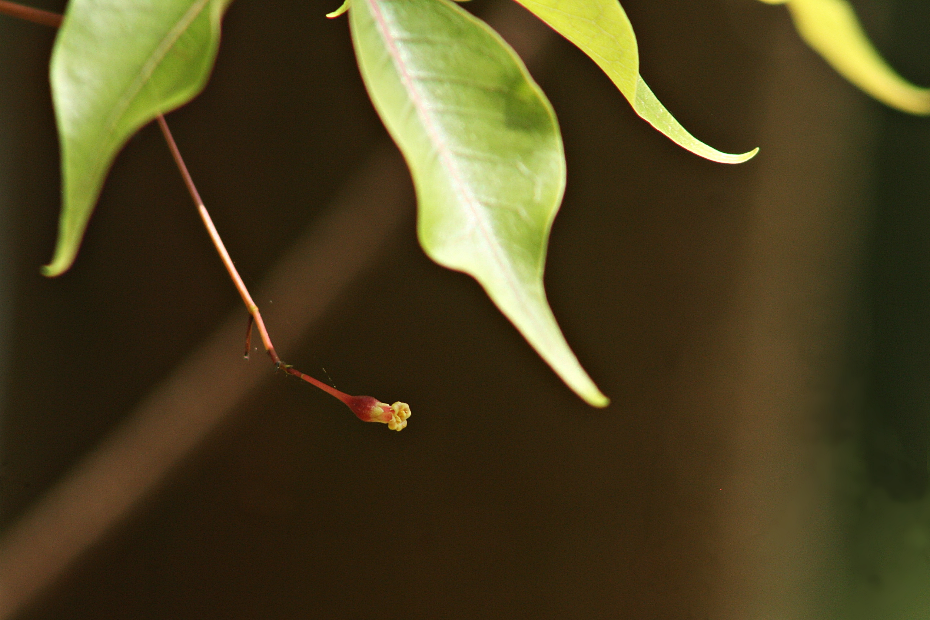 Commiphora caudata flower identification view