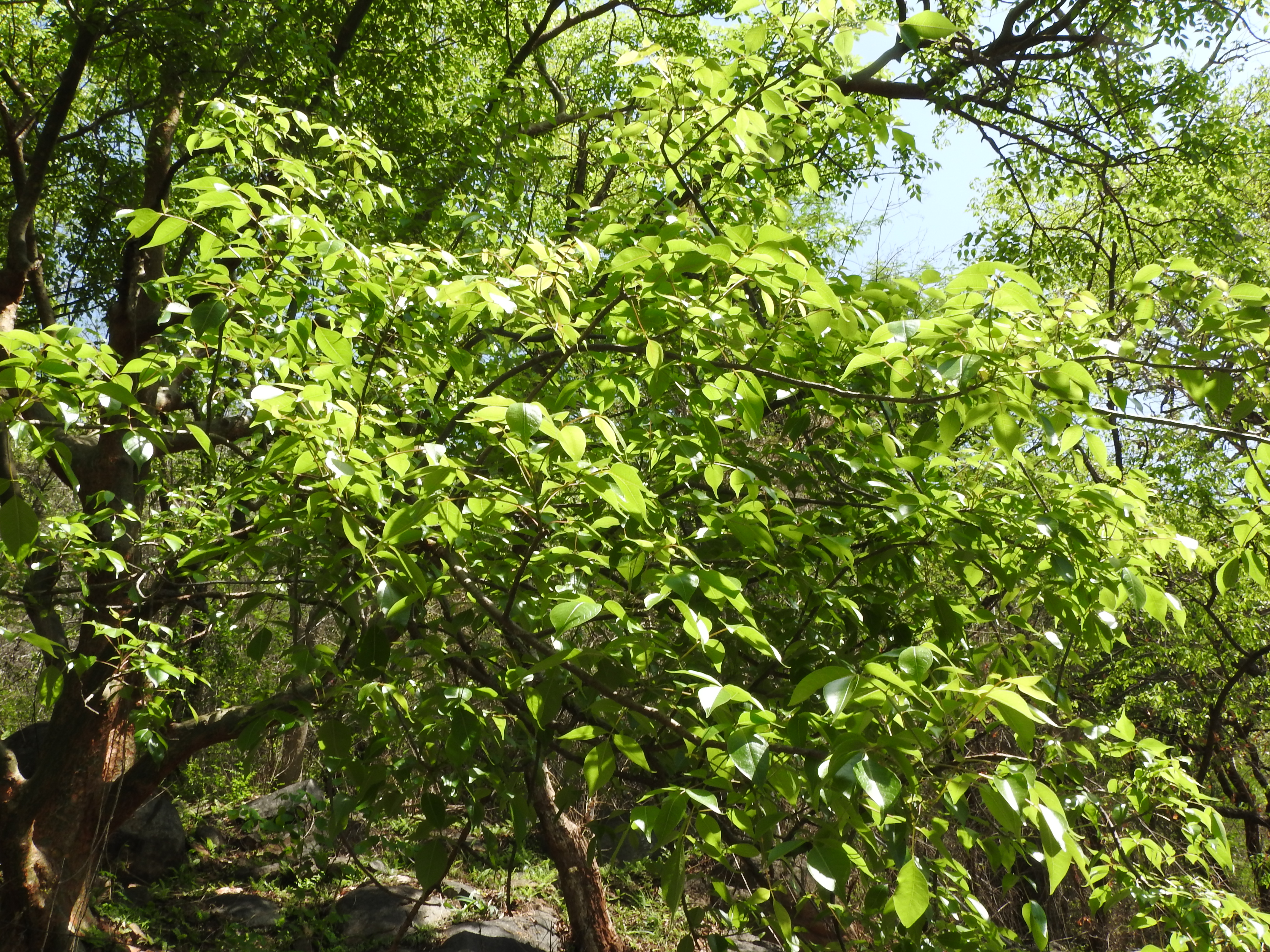 Commiphora caudata fruit identification view